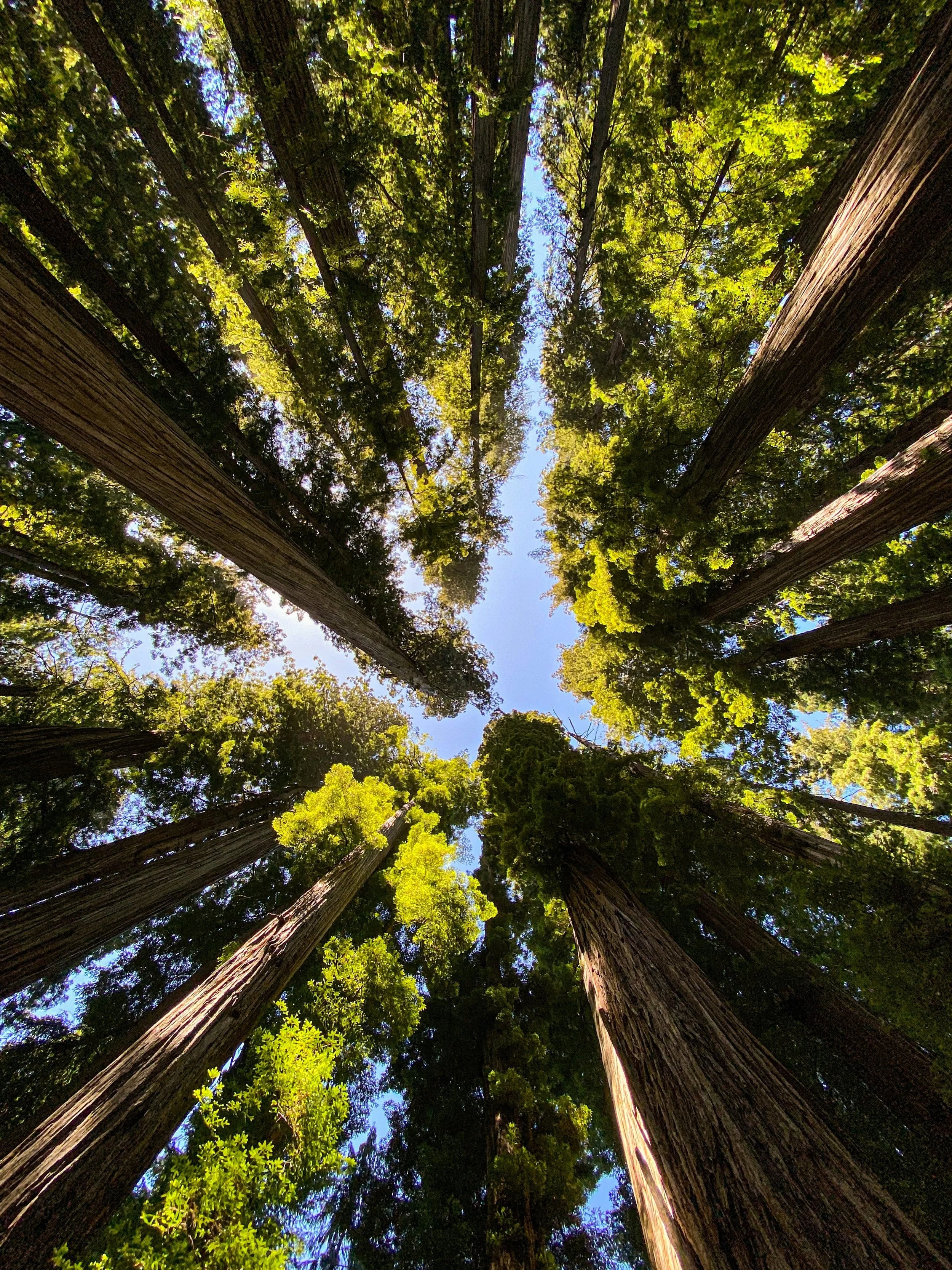 Looking up at tall redwood trees with vibrant green leaves and a bright blue sky visible through the canopy.