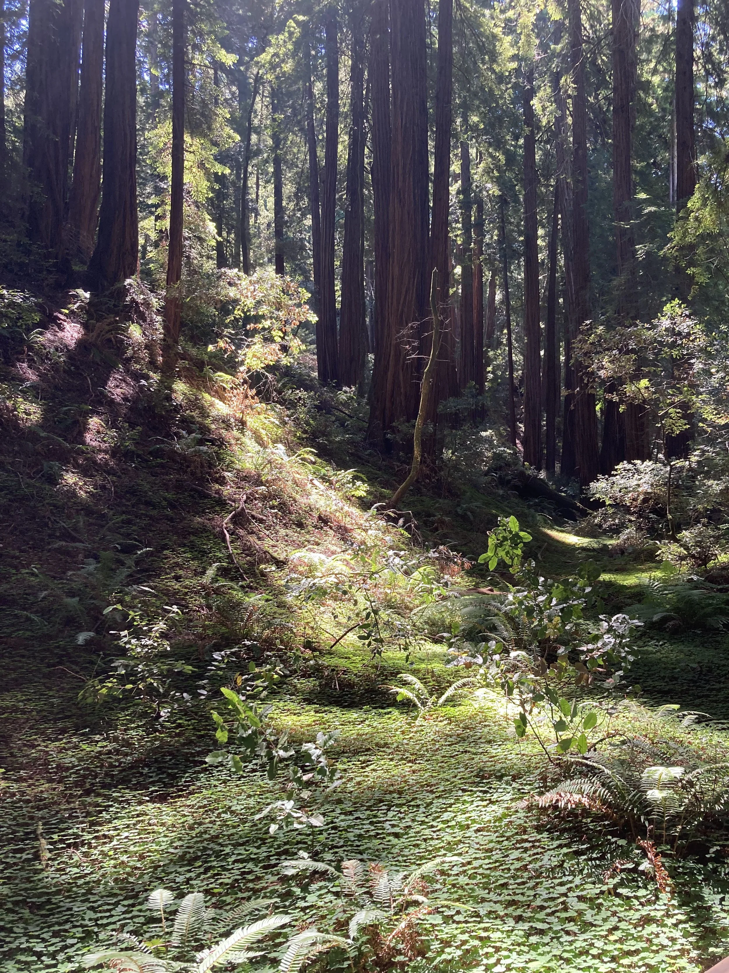 Ep. 9: (BONUS EPISODE) A Nervous System Reset You Can Do Right Now — Guided Imagery: A Walk in the Woods