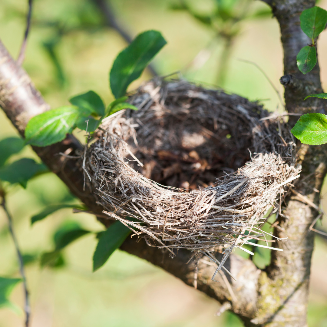 Ep. 12: Preparing for the Empty Nest (Long Before it Ever Comes) and Navigating the Transition Well (with Kathy Young Deegan)