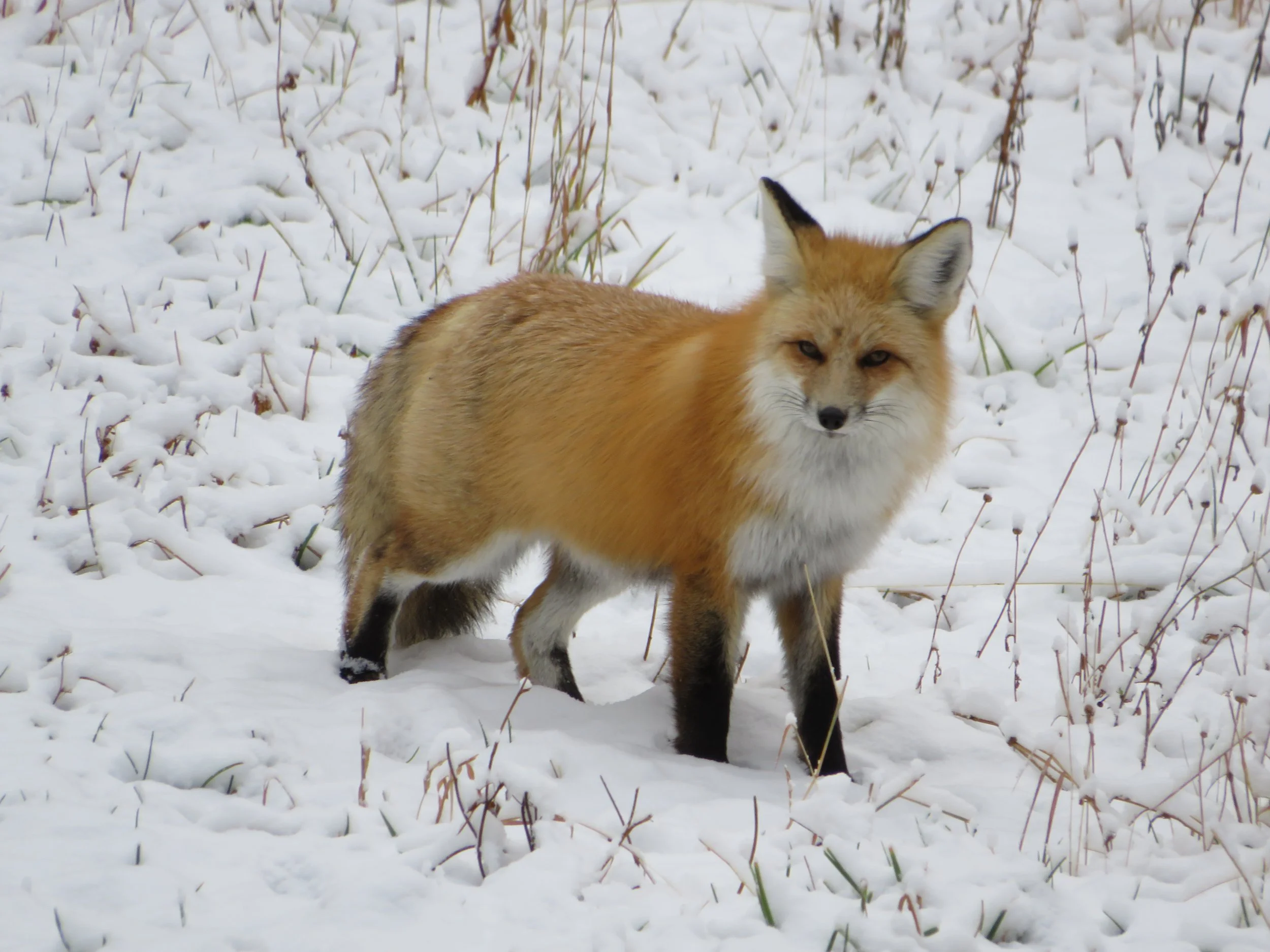 Fox in Yellowstone National Park Winter