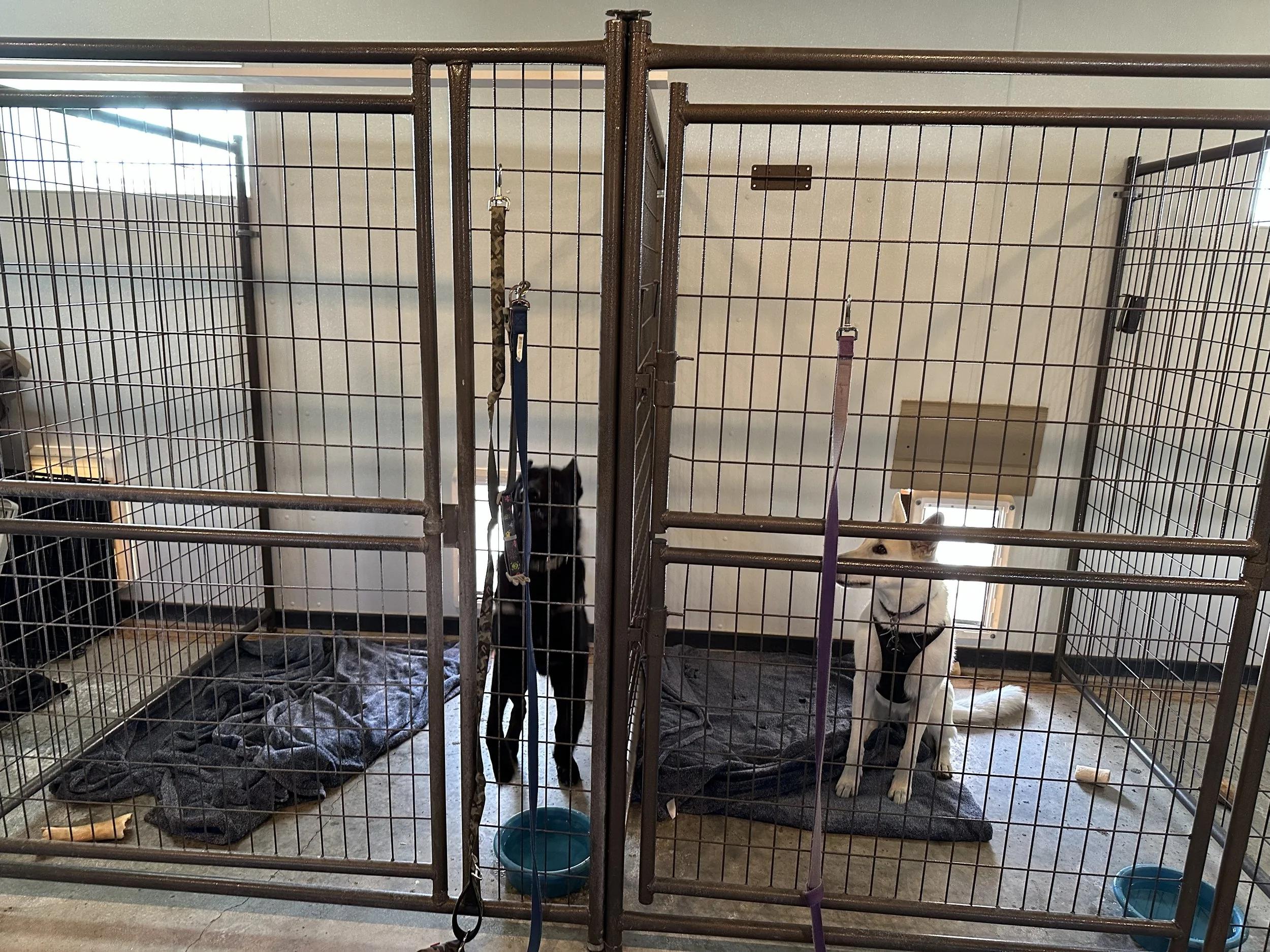 Dogs in kennel (Inside shot)