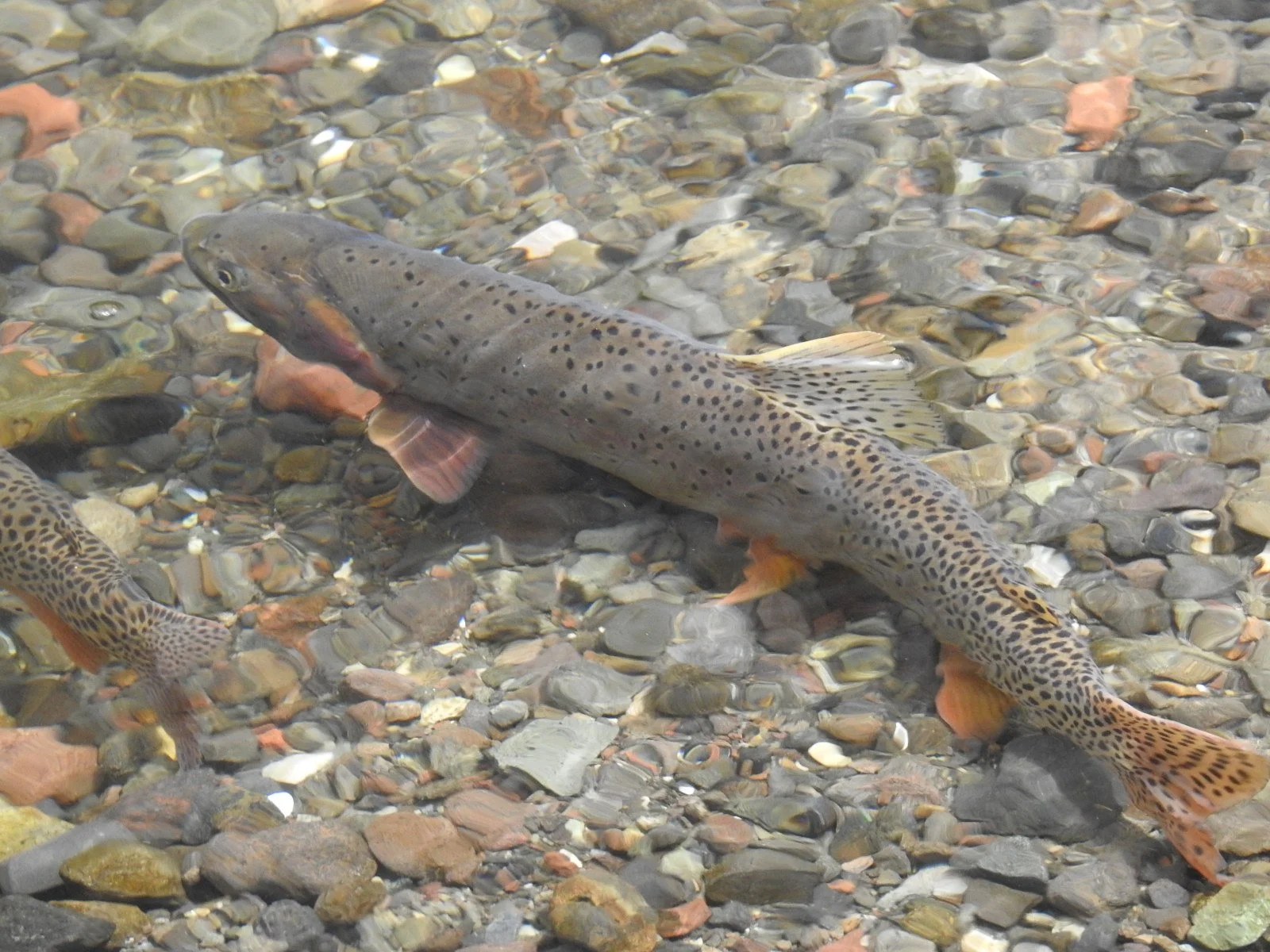 Cutthroat Trout in lake in Yellowstone National Park