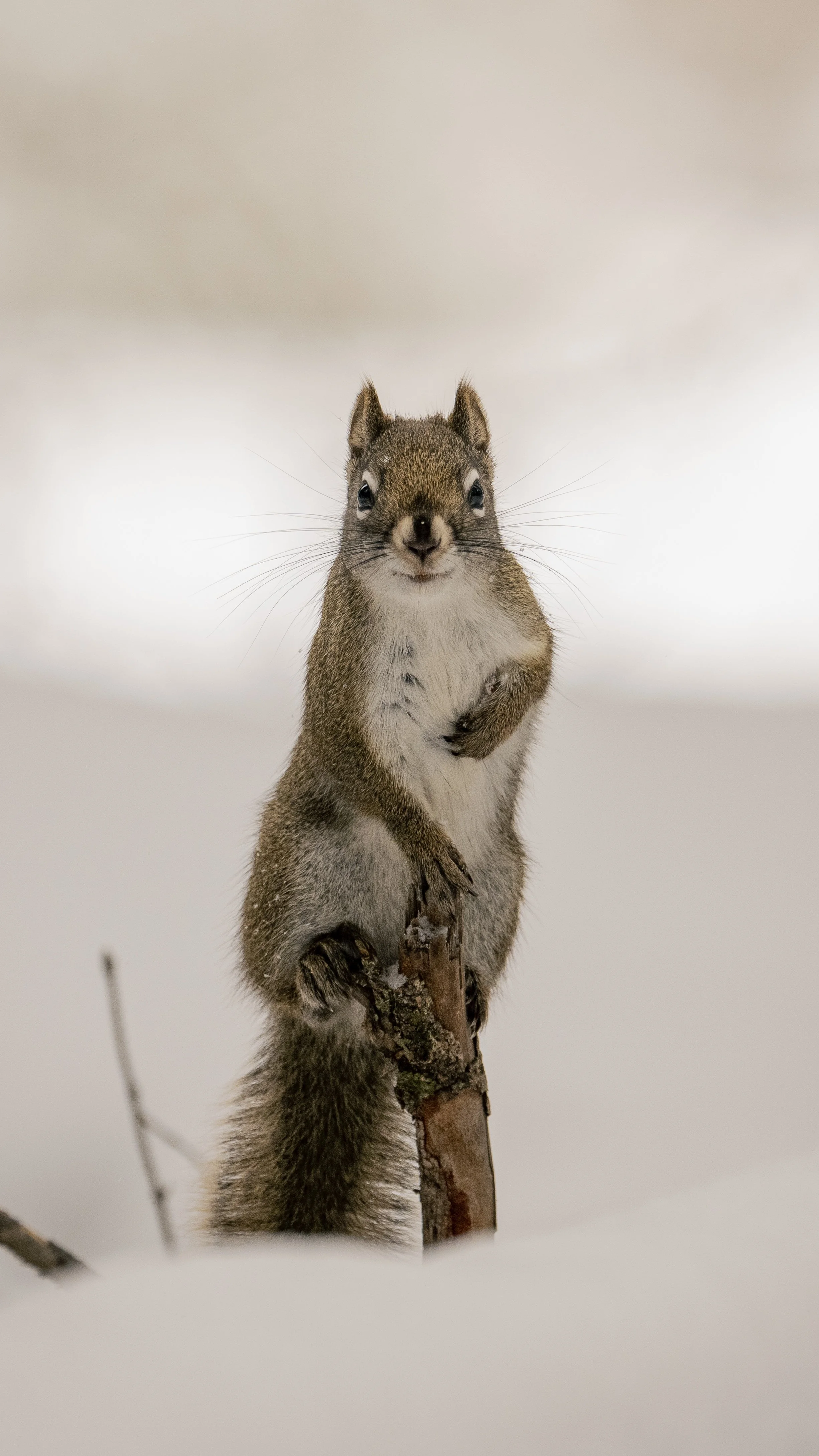 Squirrel in winter Yellowstone National Park