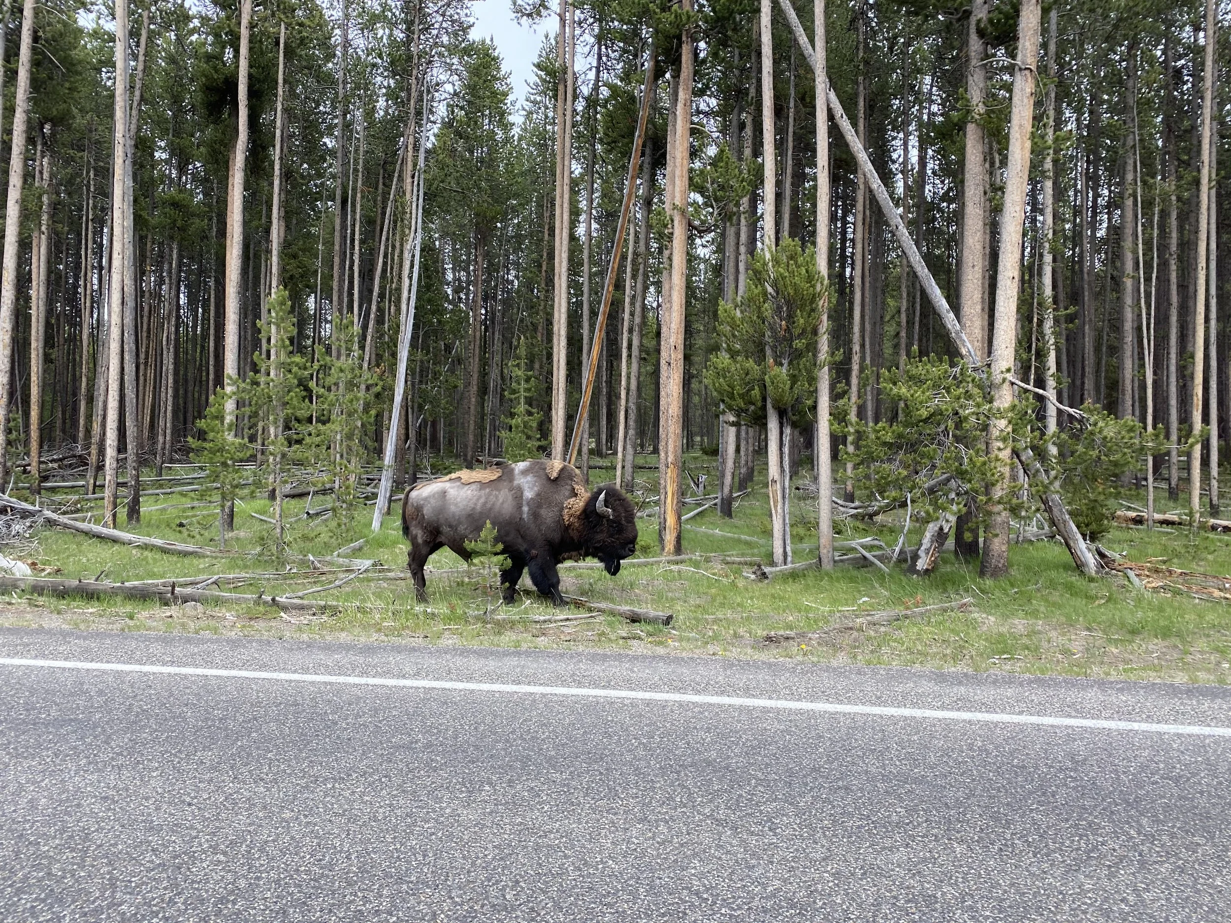 Bison in Yellowstone National Park