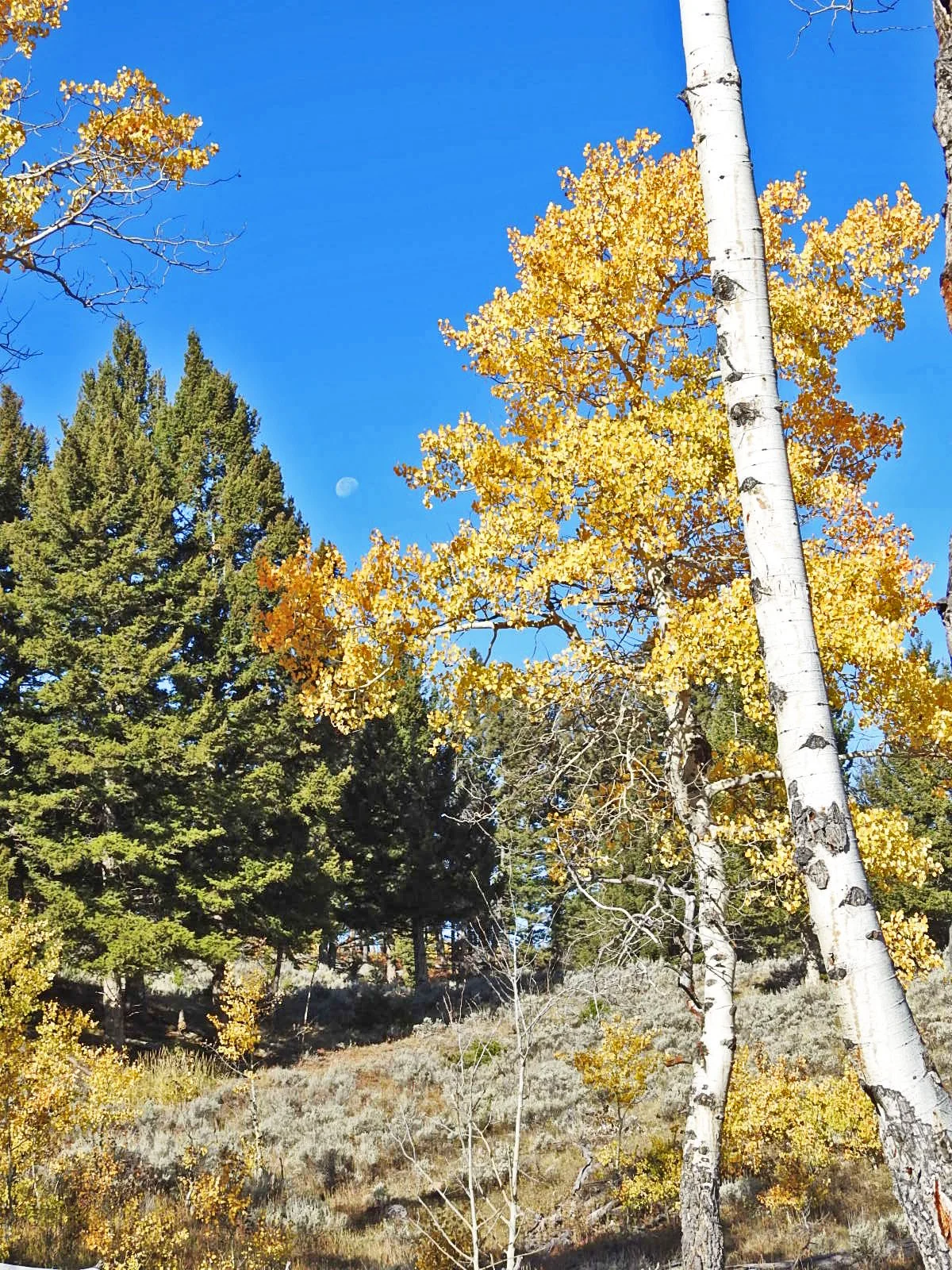 Back Country Yellowstone National Park