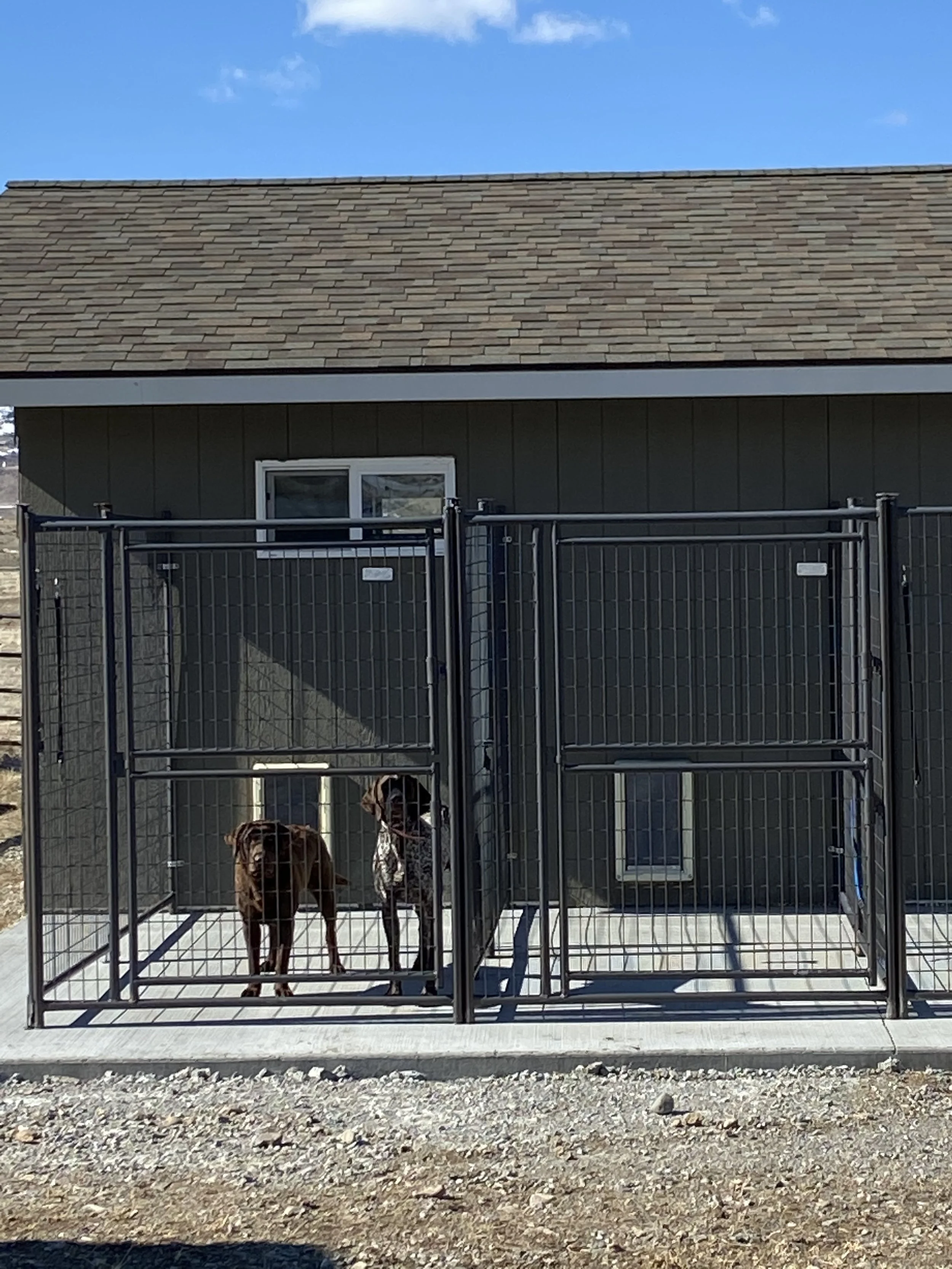 Dogs in Kennel (Outside)