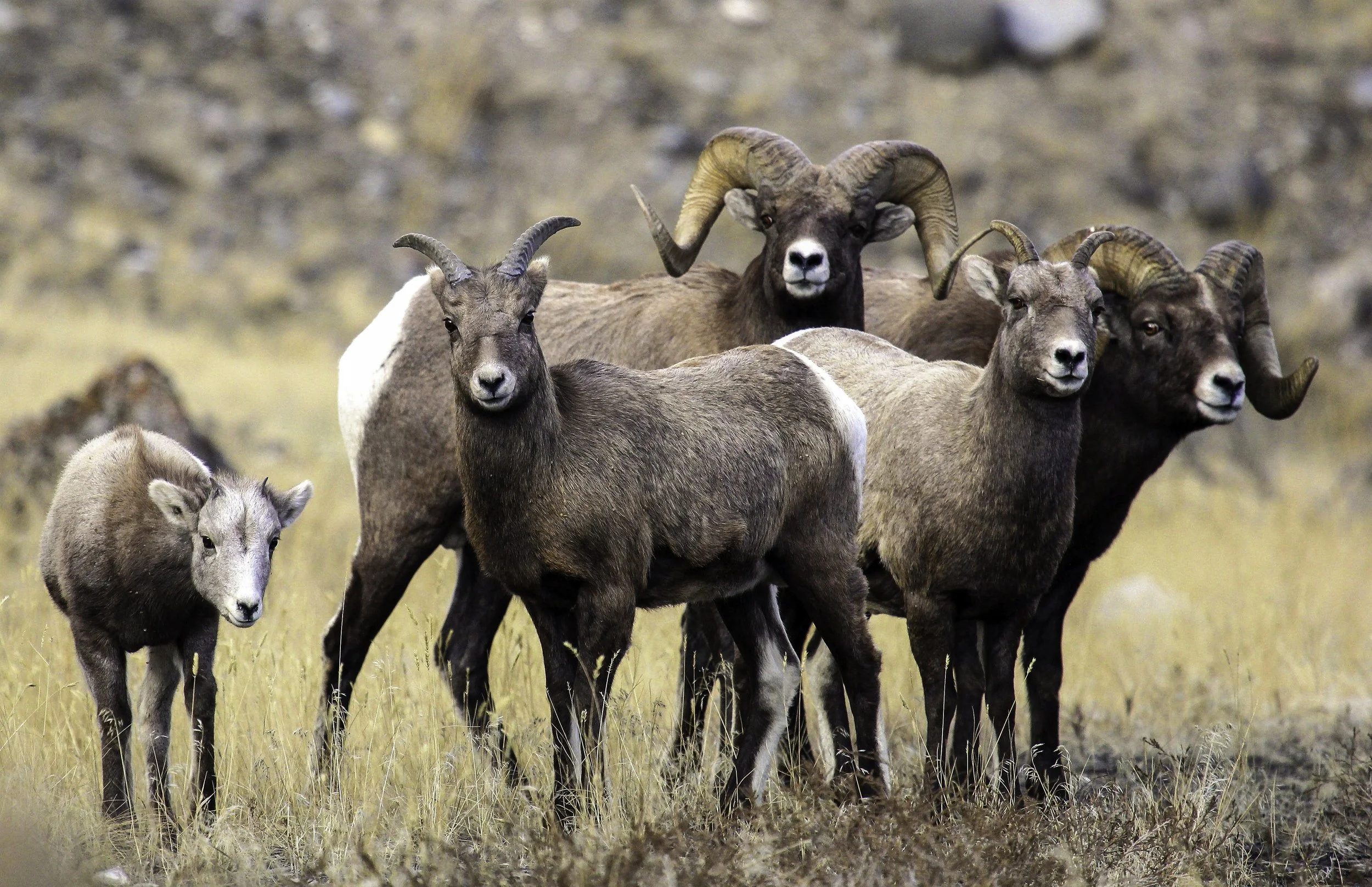 Herd of bighorn sheep grazing in a natural Yellowstone landscape