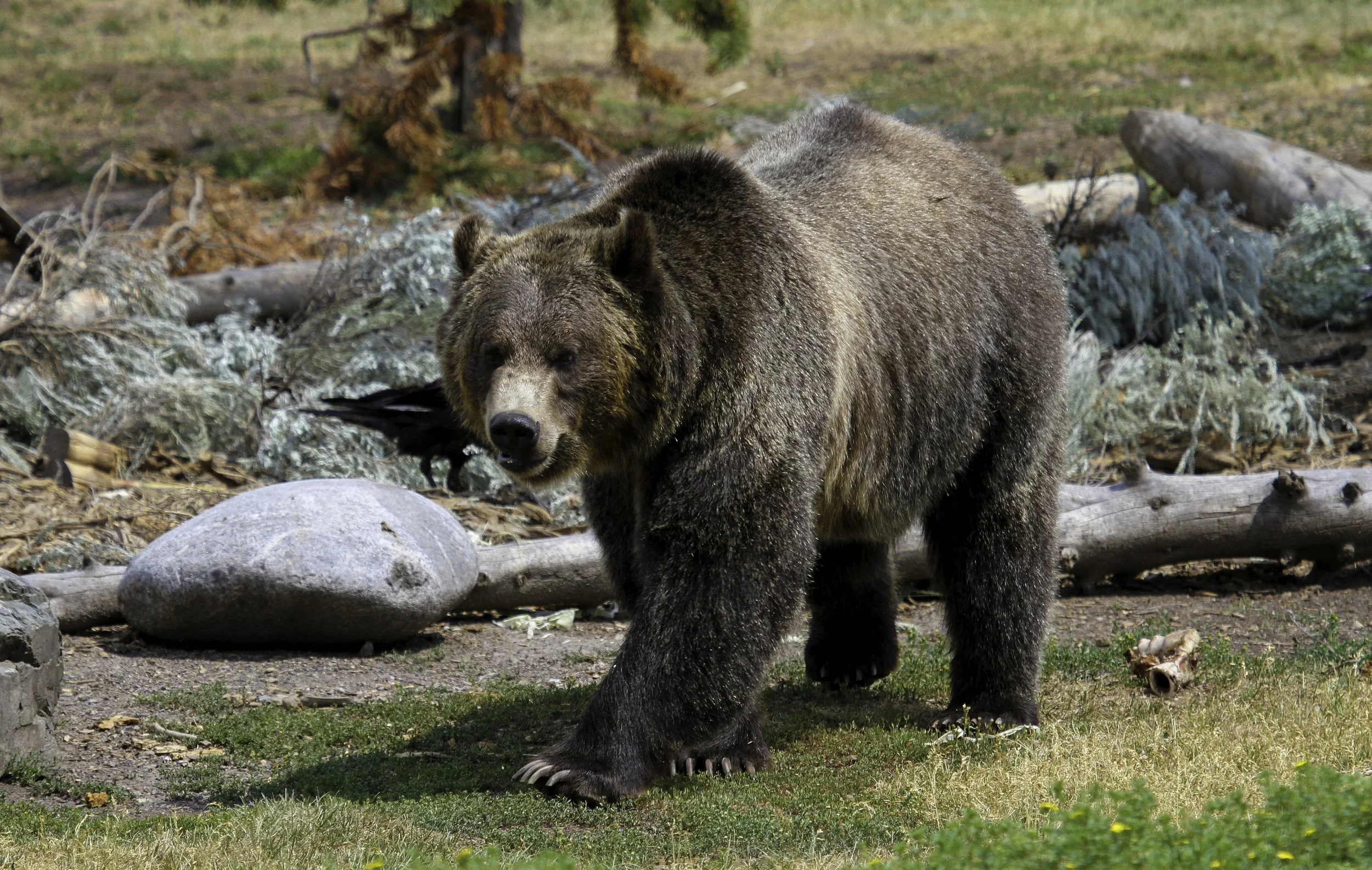 Grizzly Bear in Yellowstone National Park