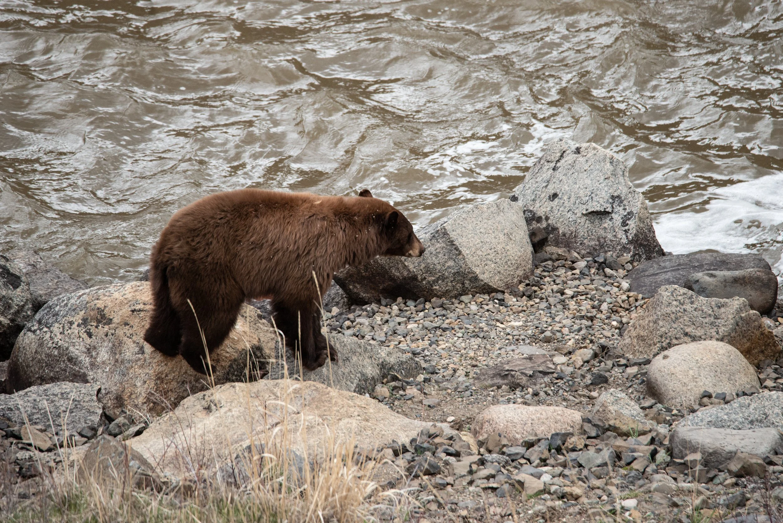 Bear in a river in Yellowstone National Park