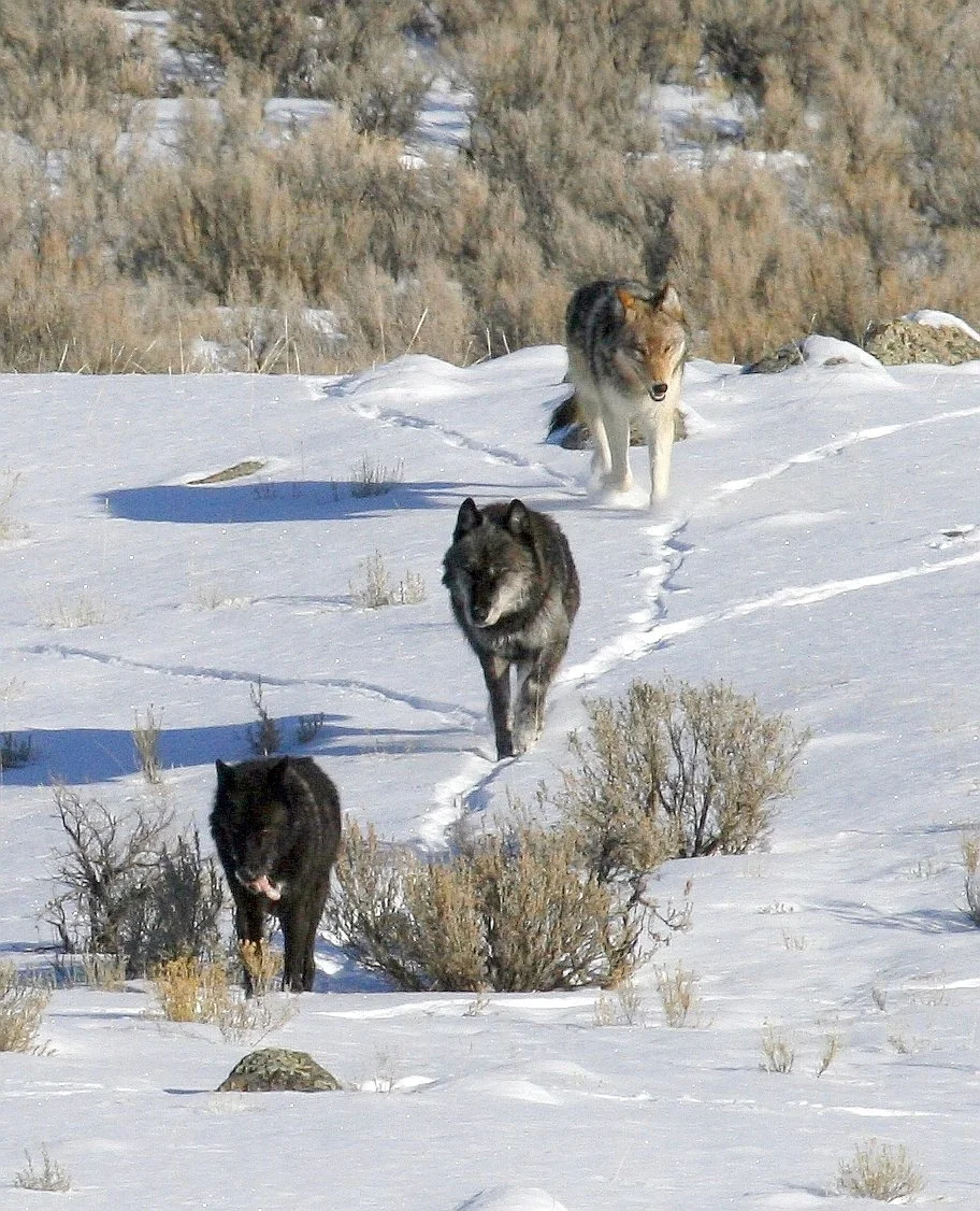 Wolves in snow