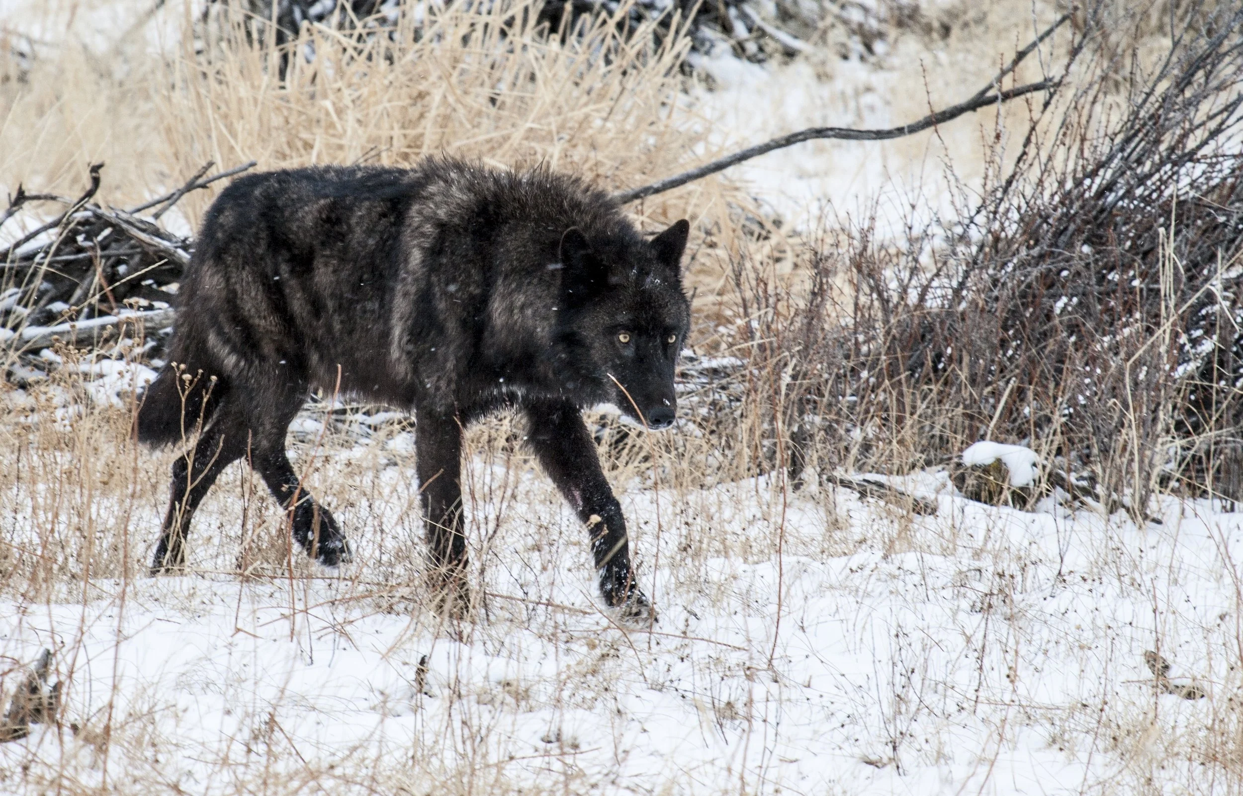 Black wolf Yellowstone National Park