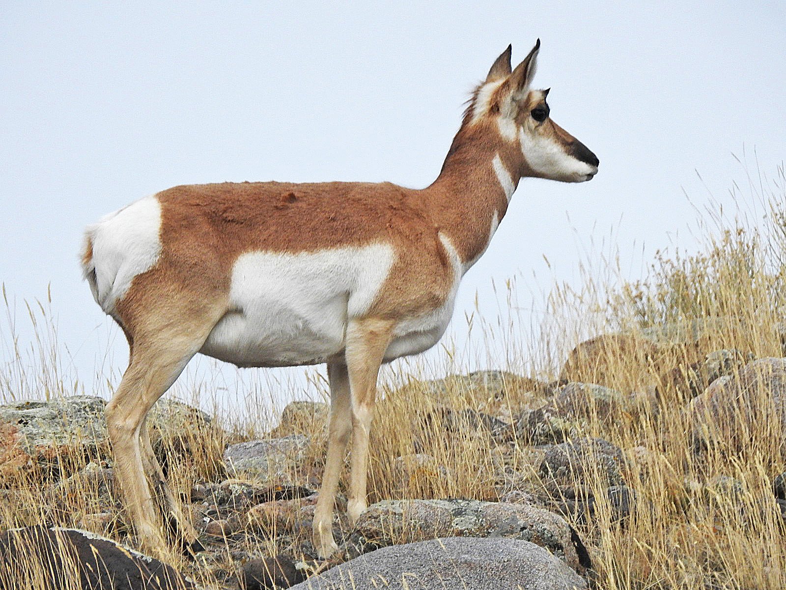 Pronghorn in Yellowstone National Park