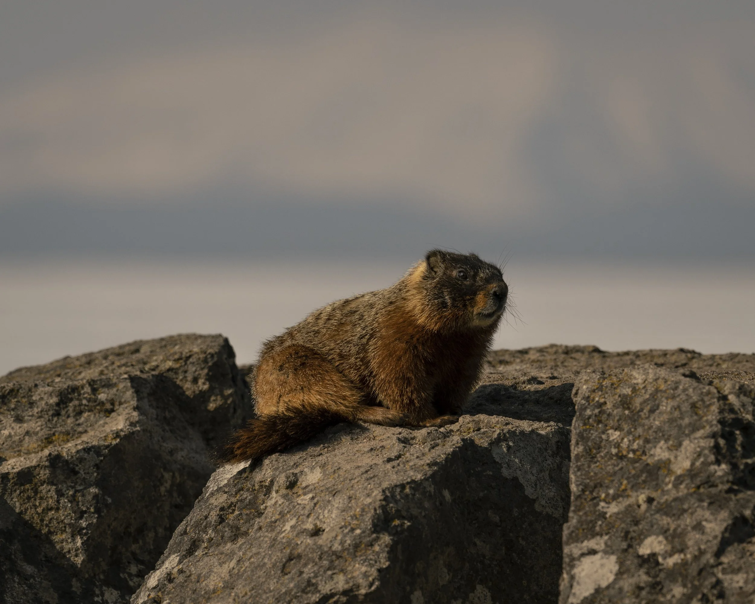 Marmot in Yellowstone National Park