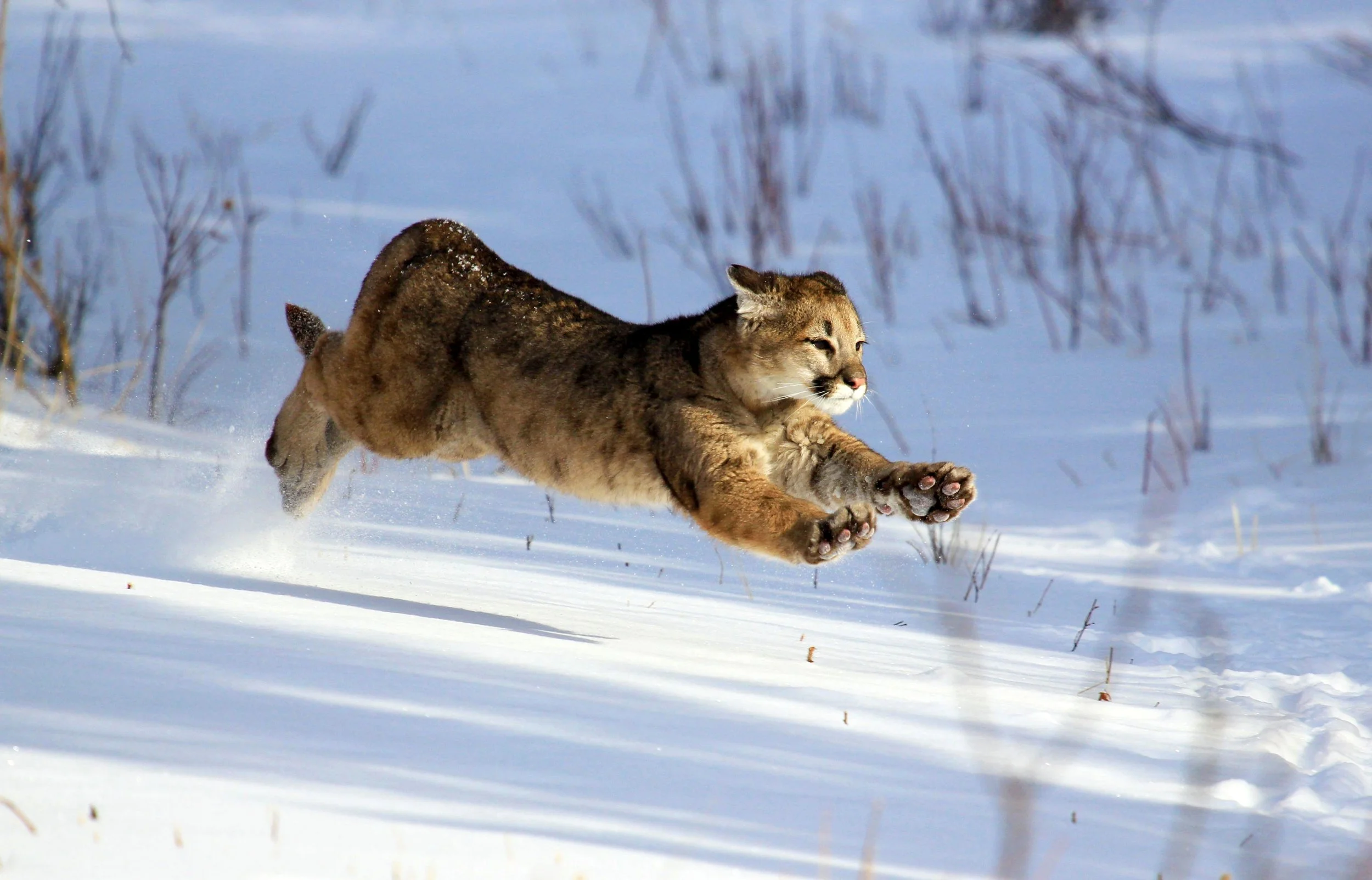 Photo by B. Nichols Bobcat in Yellowstone