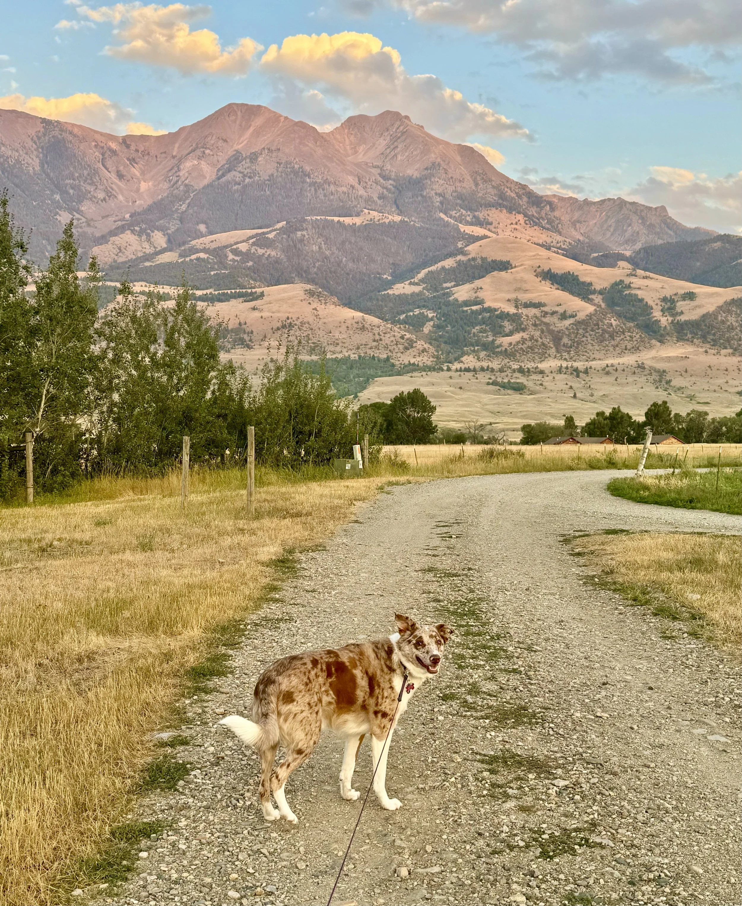 Dog at Yellowstone Dreamin Retreat