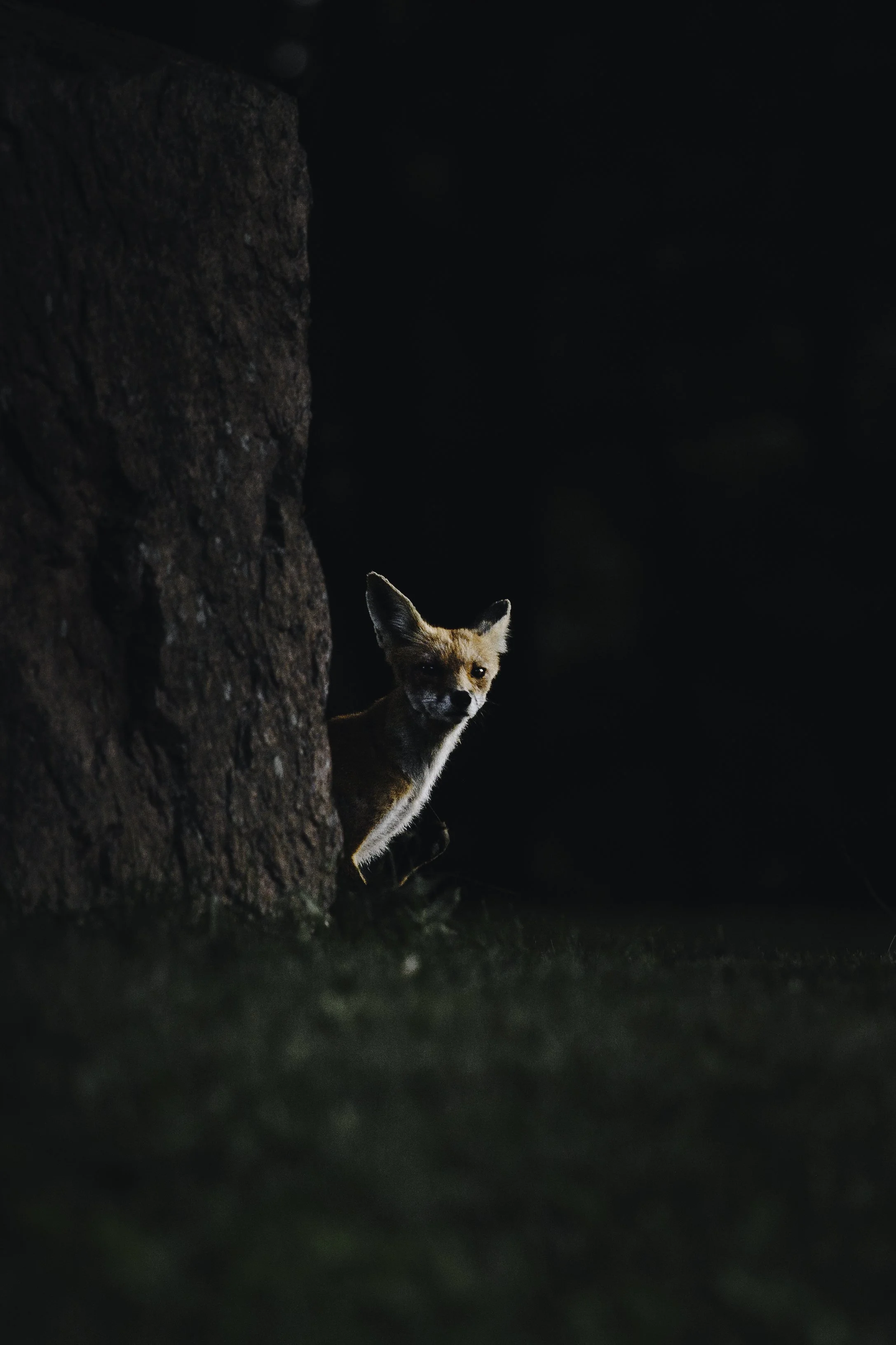 Copy of wildlife bon echo -57.jpg