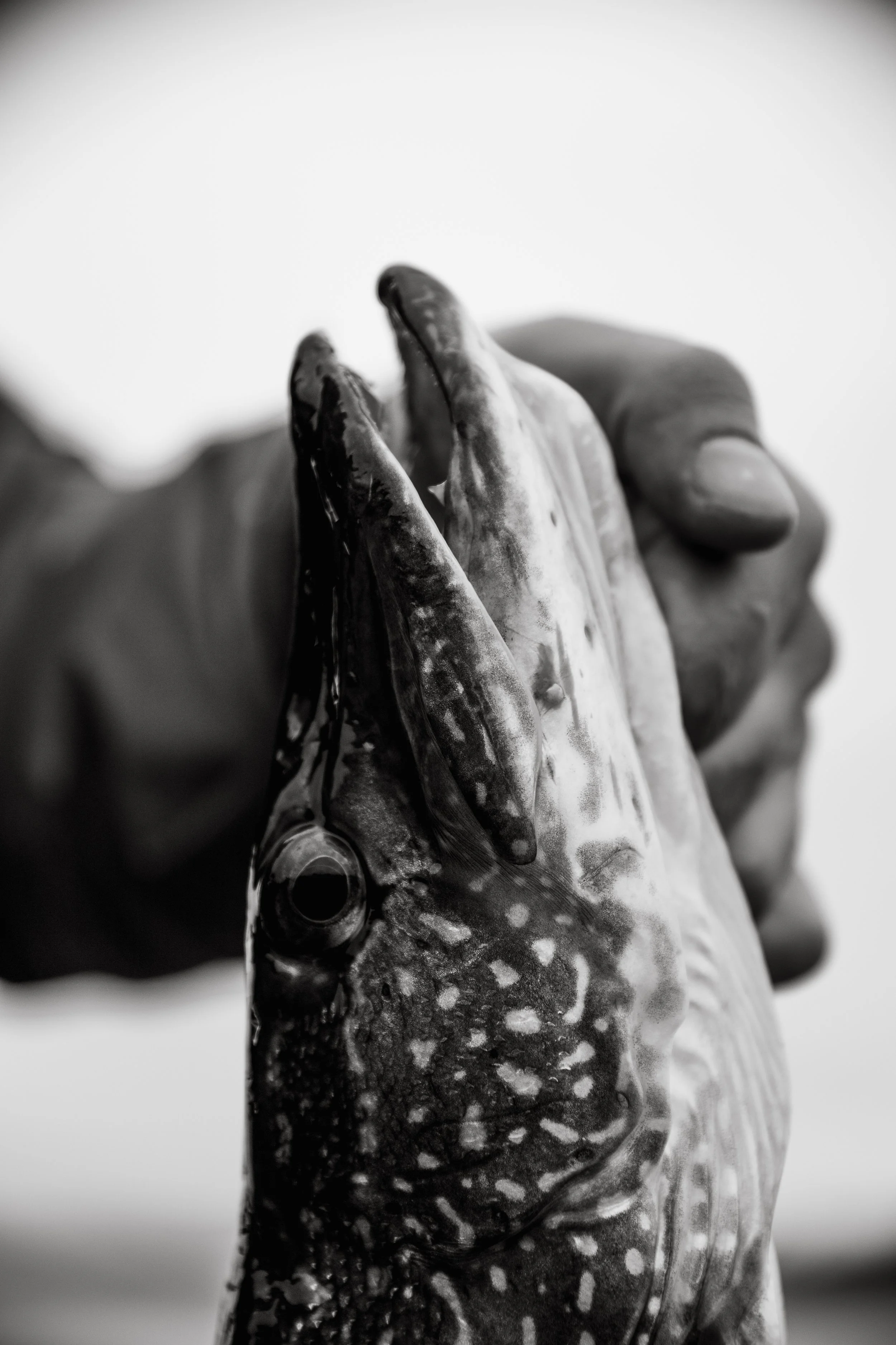Black and white photo of a person holding a fish by its head, close-up view.