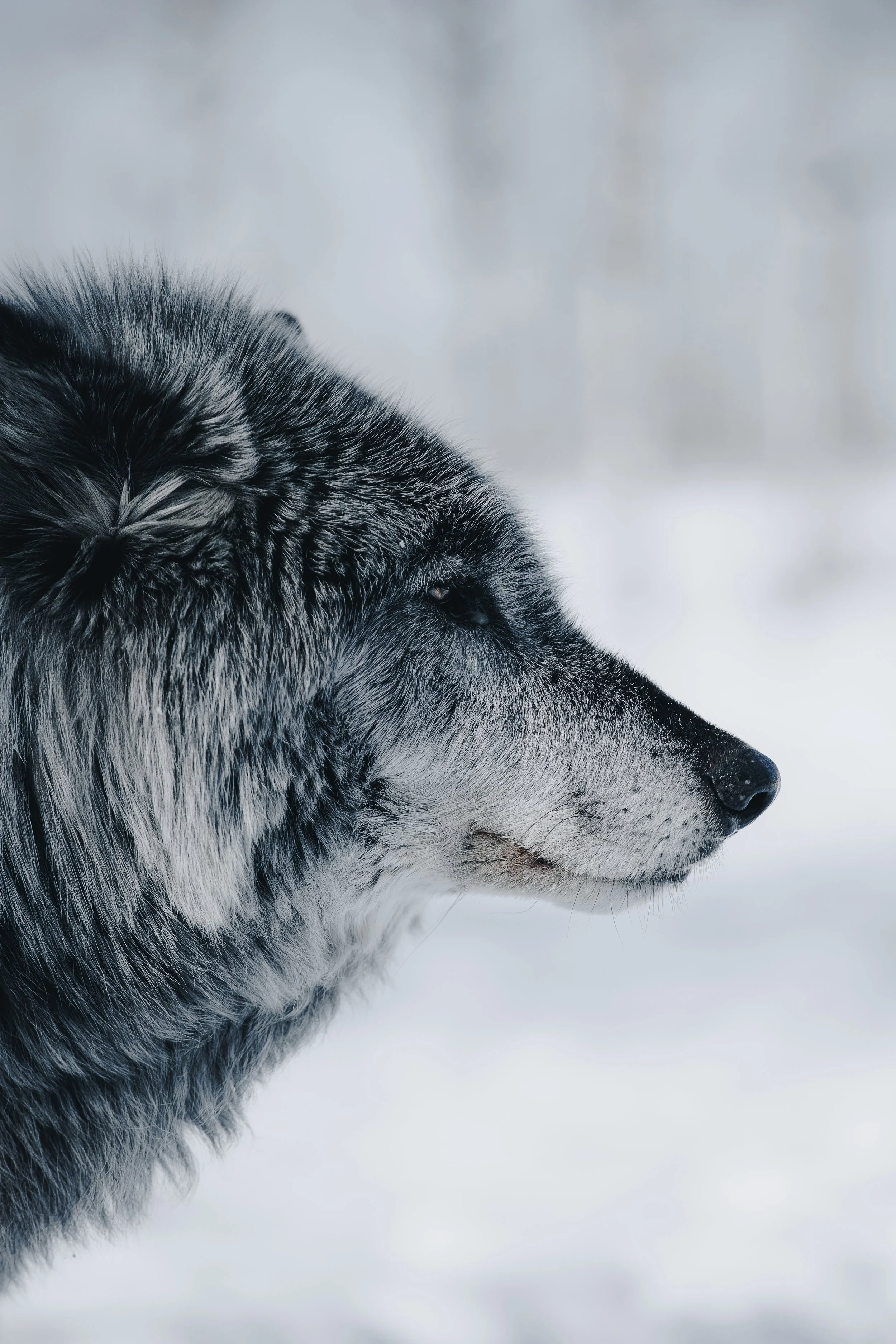 5 star mountains-01.jpg