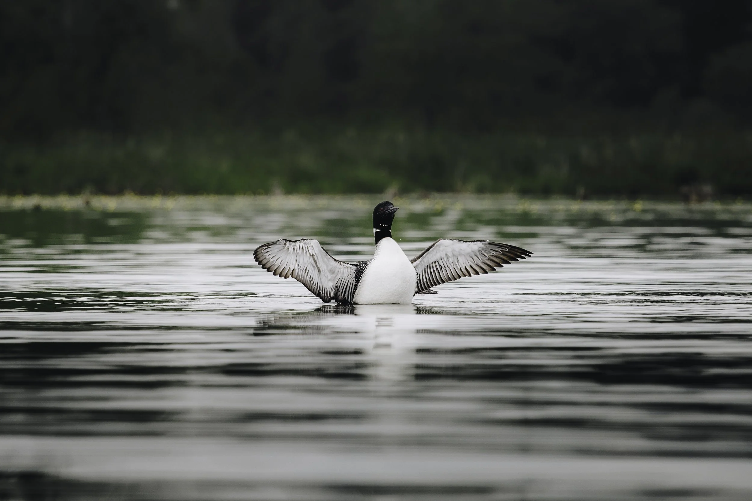 wildlife bon echo -22.jpg