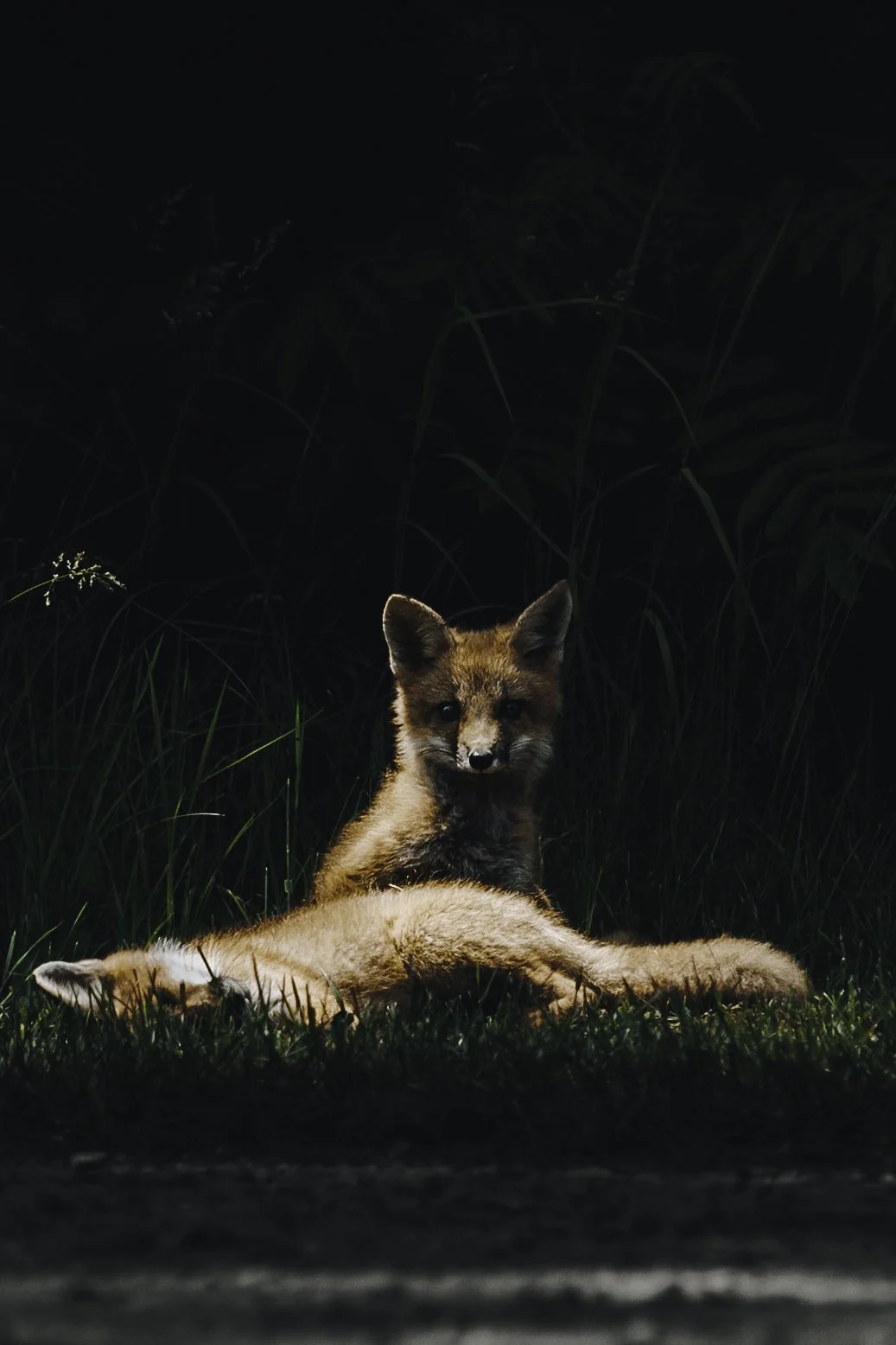 Copy of wildlife bon echo -40.jpg