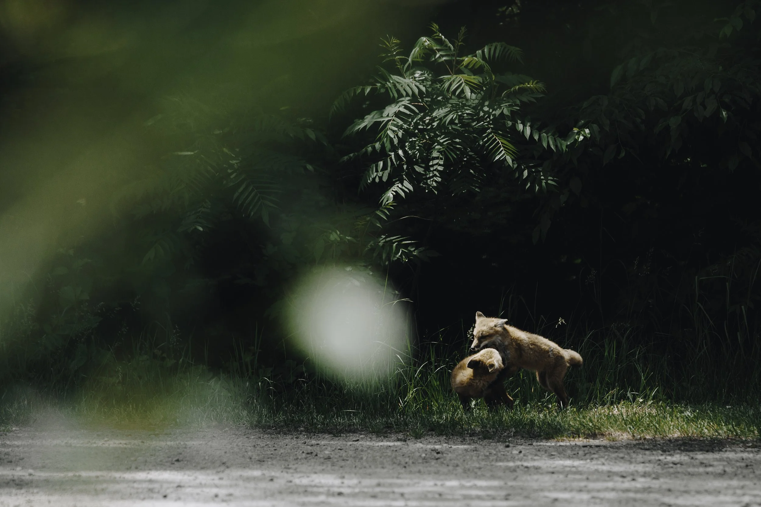 Copy of wildlife bon echo -42.jpg