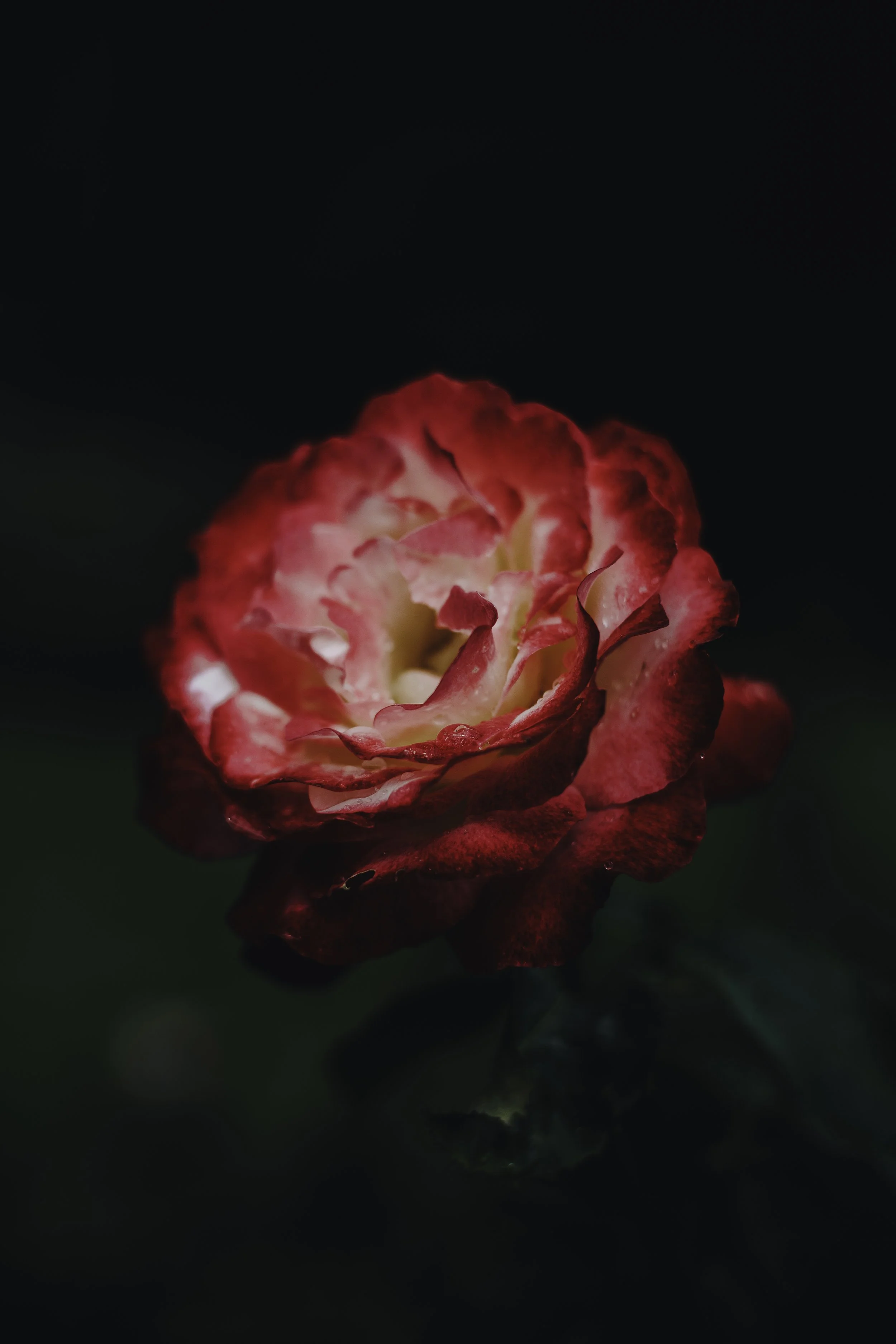 Copy of joshua taylor -11.jpg