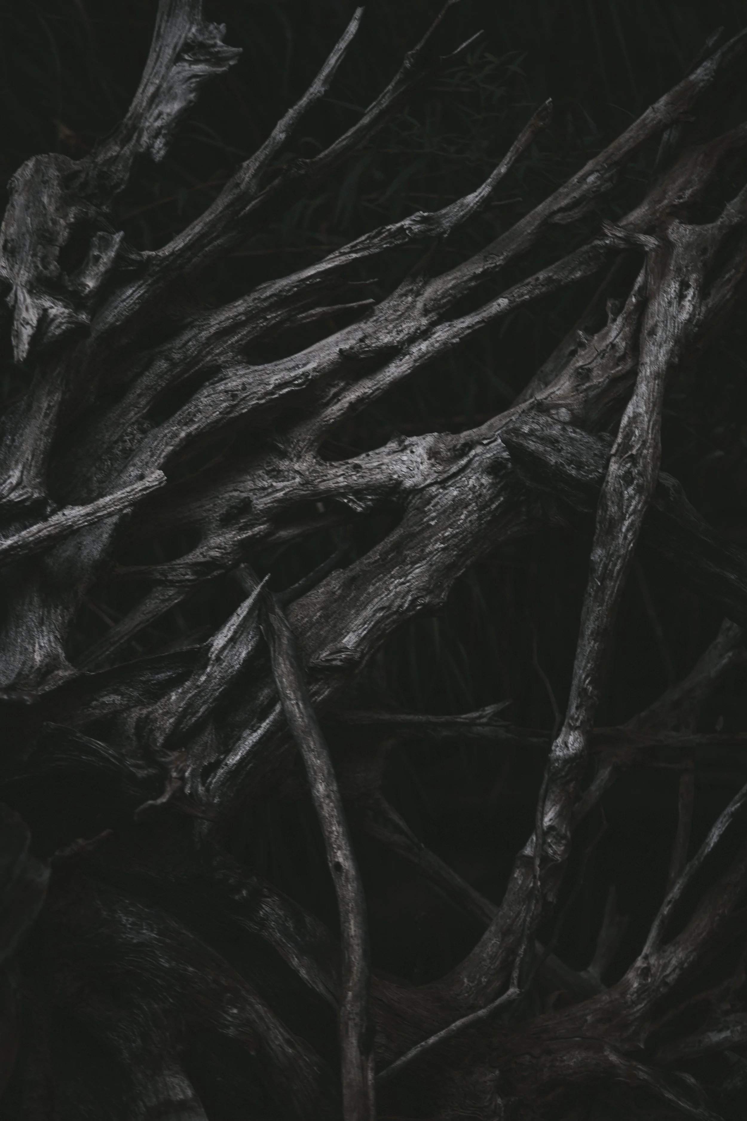 Copy of IMG_6554.jpg