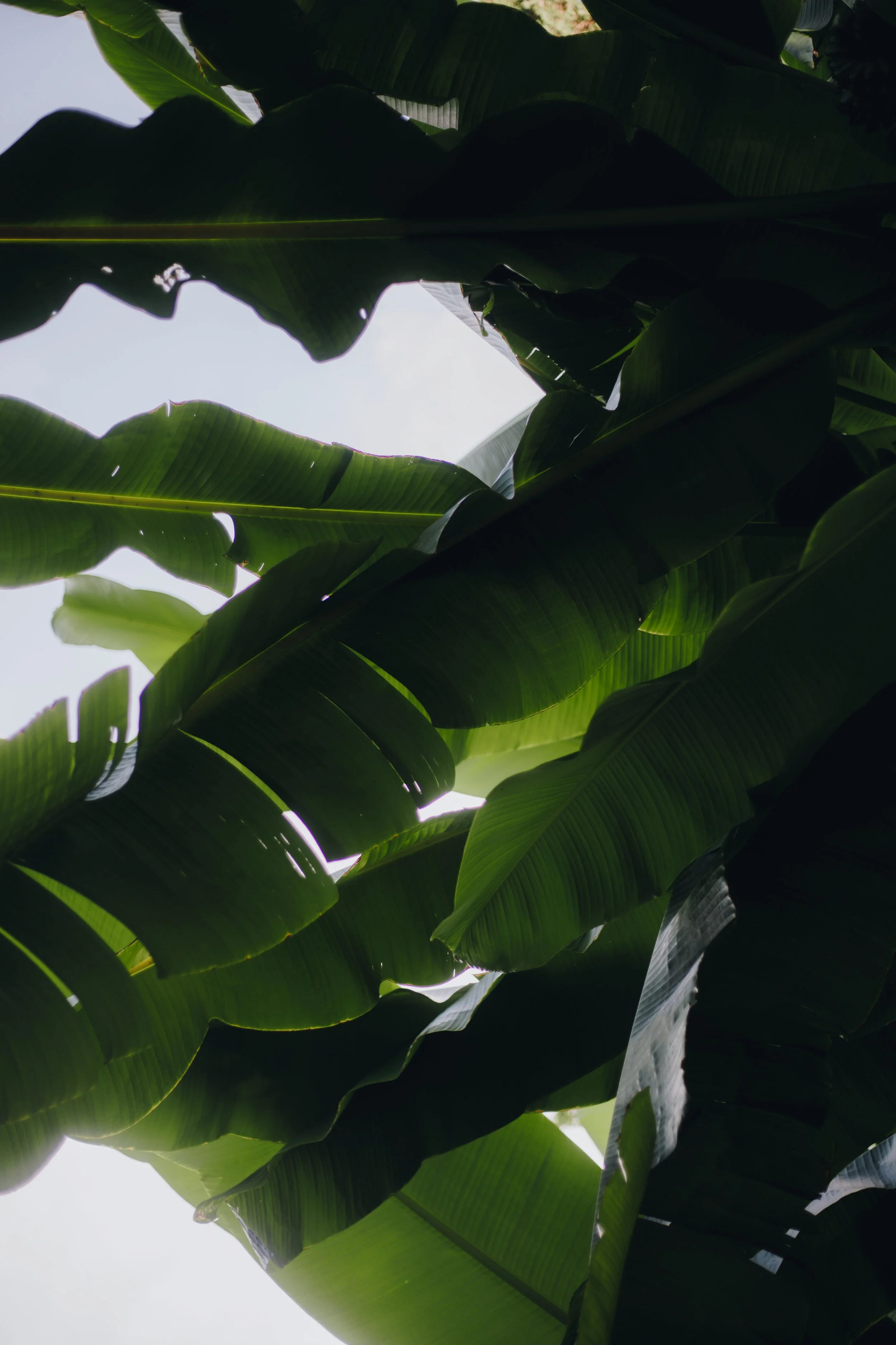 Copy of euro cro-02.jpg