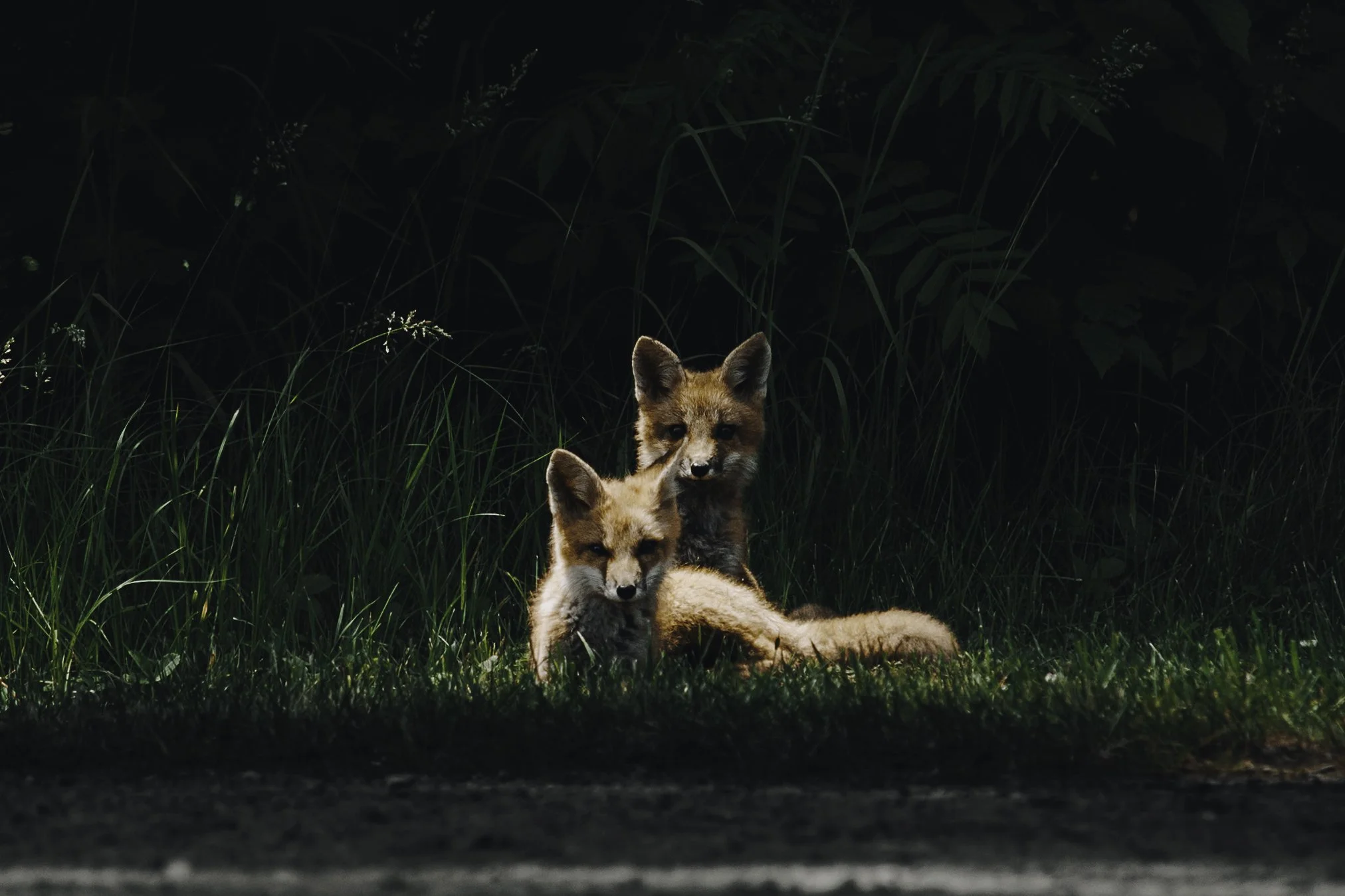 Copy of wildlife bon echo -38.jpg