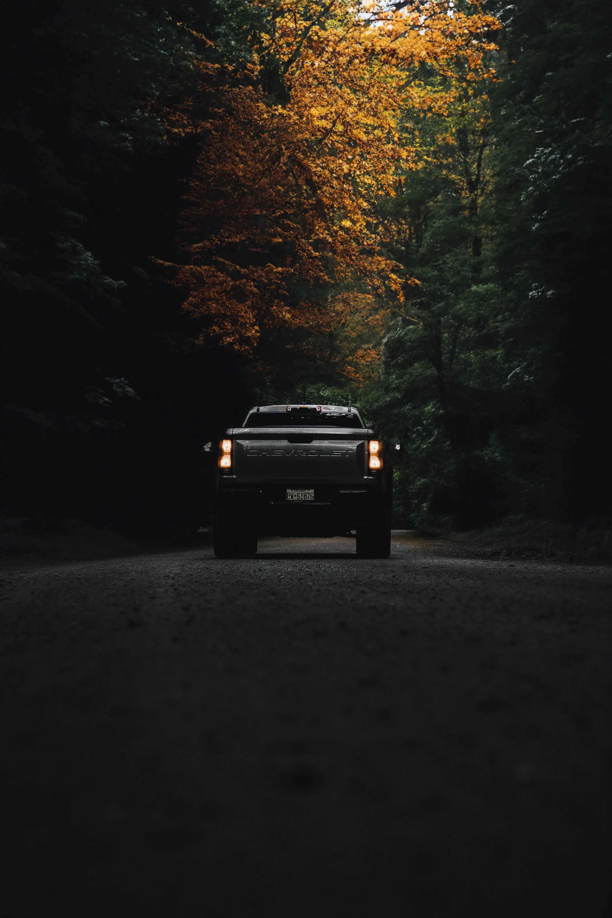 Copy of cows -26 copy.jpg