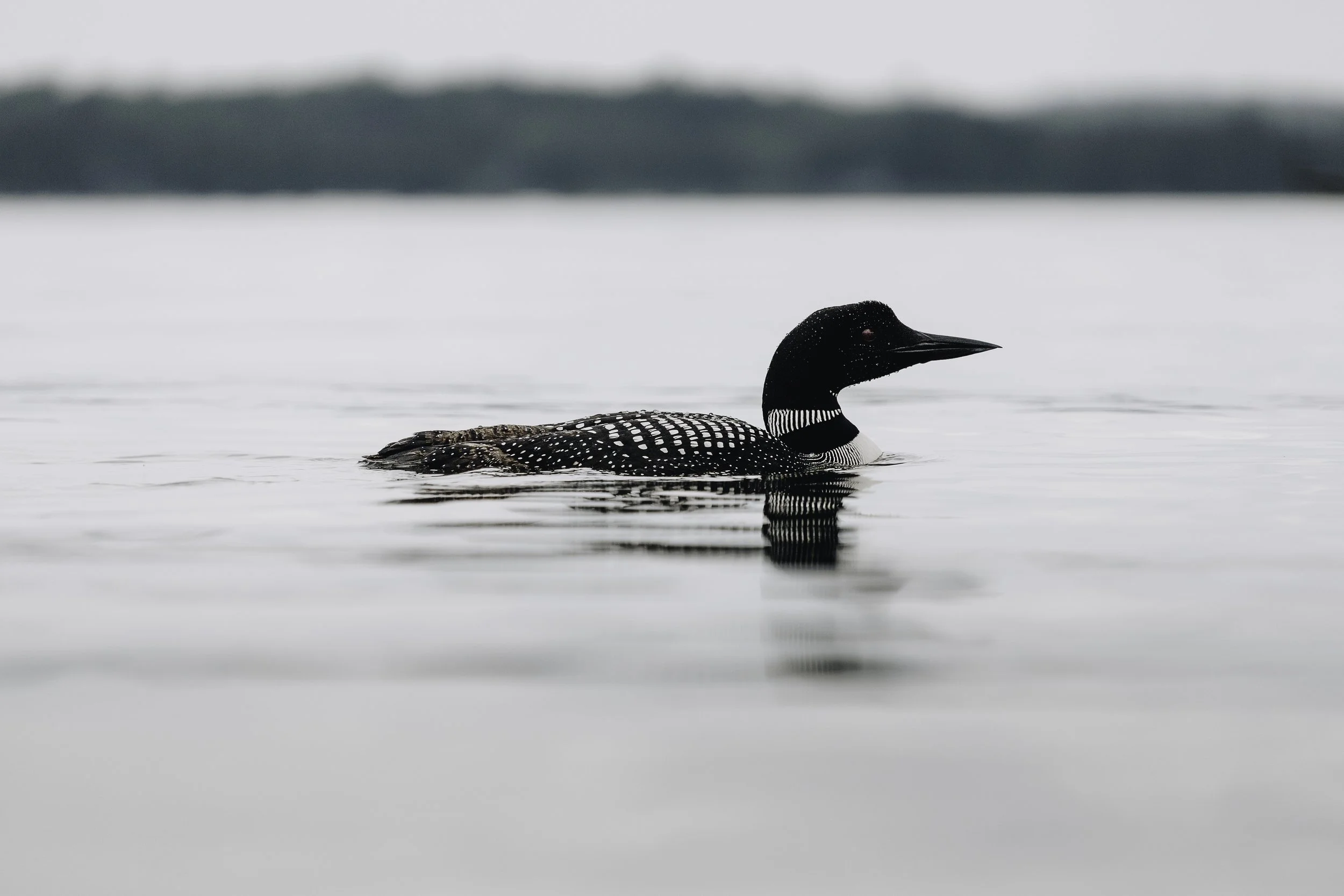 Copy of wildlife bon echo -27.jpg