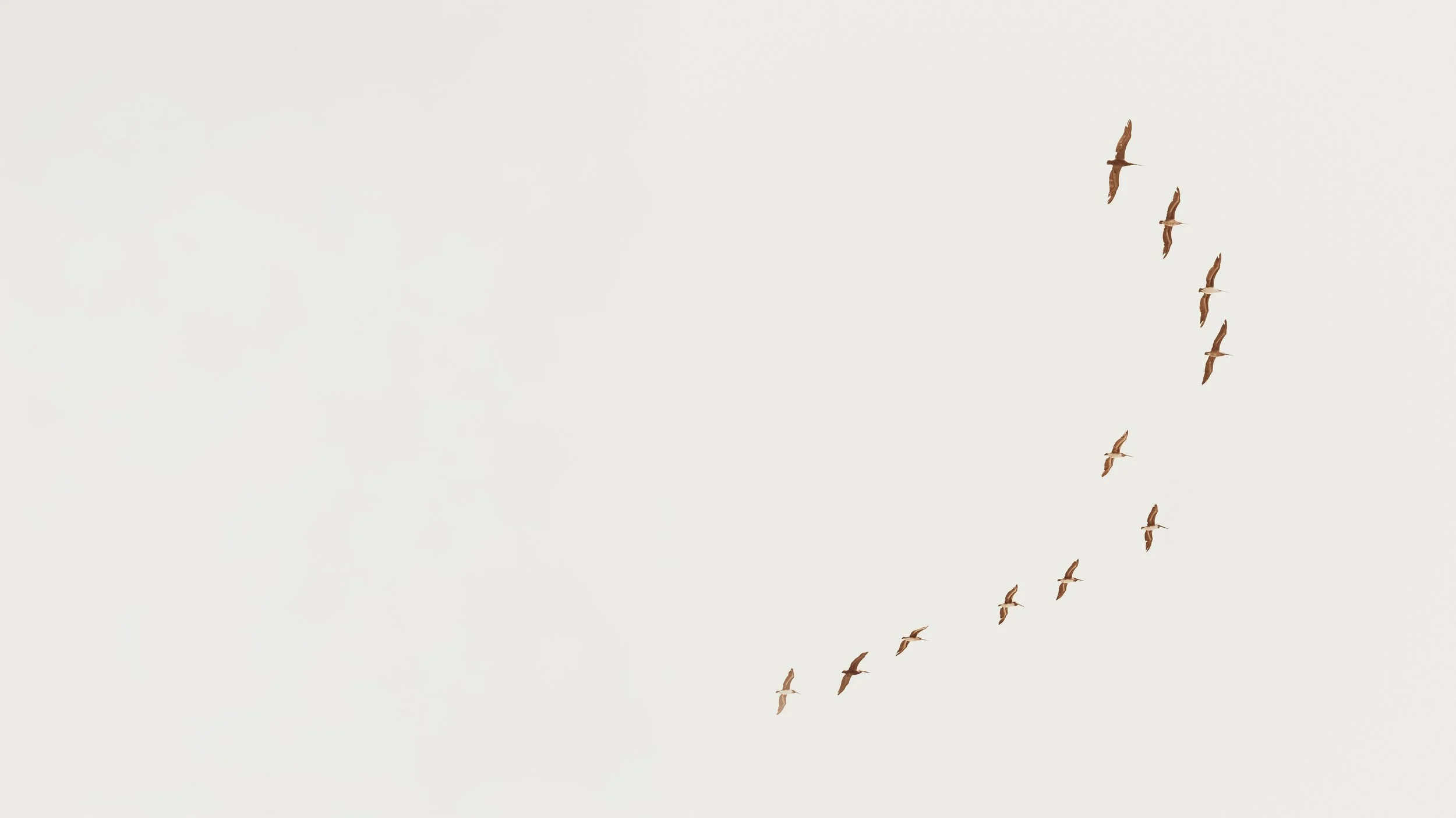 Mehrere Seevögel fliegen in einer geschwungenen Formation am Himmel gegen einen hellen, Wolken-freien Himmel.