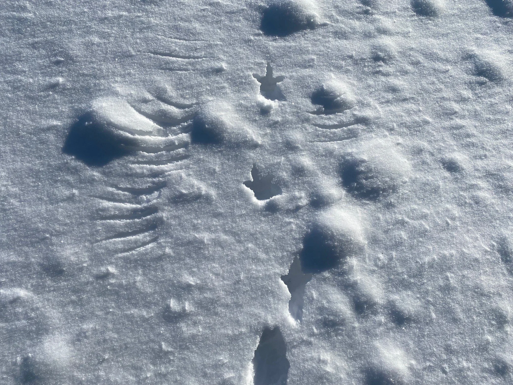 Tierspuren im Schnee erkennen. Mit einem Ranger erfährst du wie es geht.