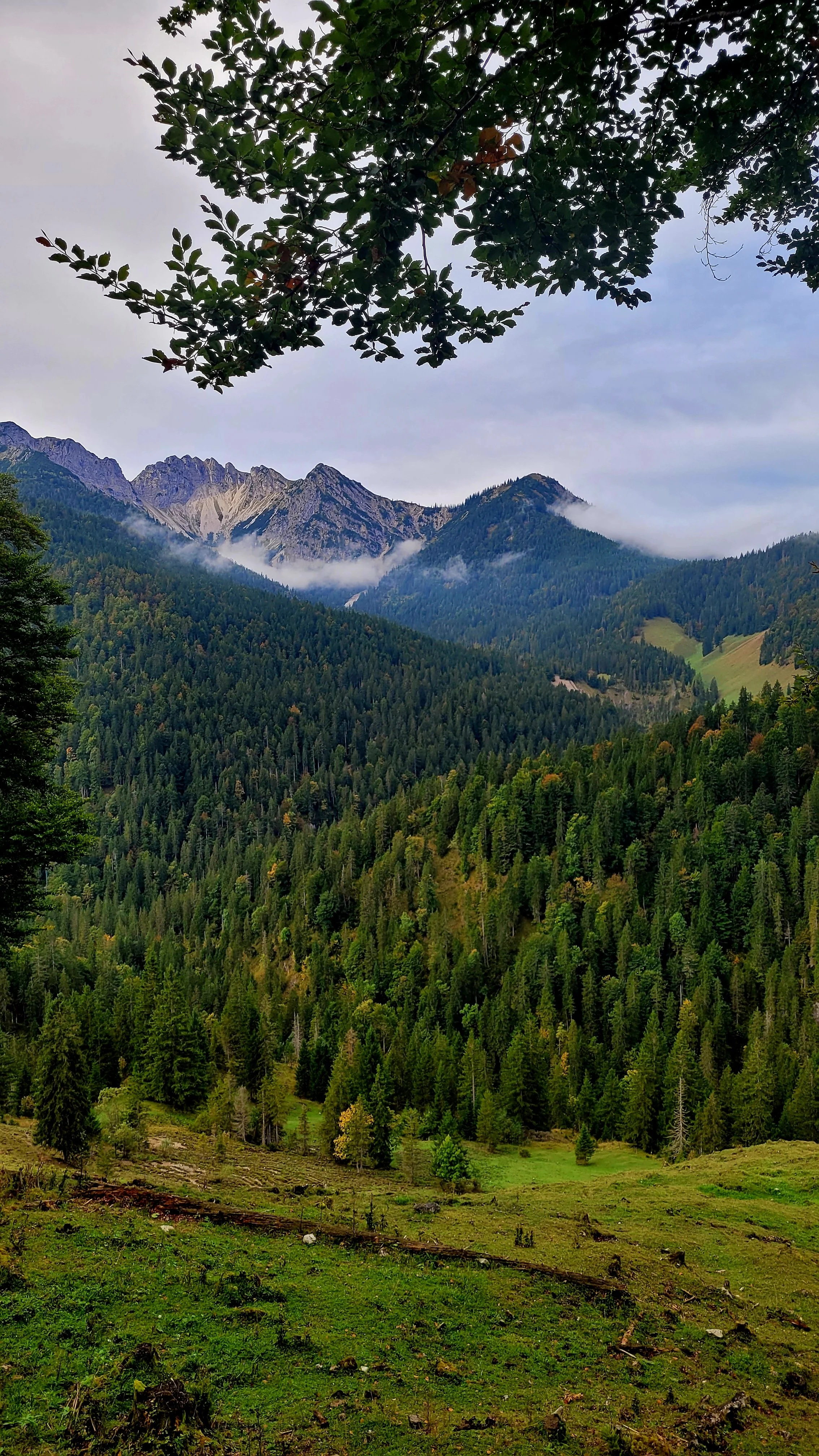 Bergwald in den Alpen Der AlpenRanger.jpg