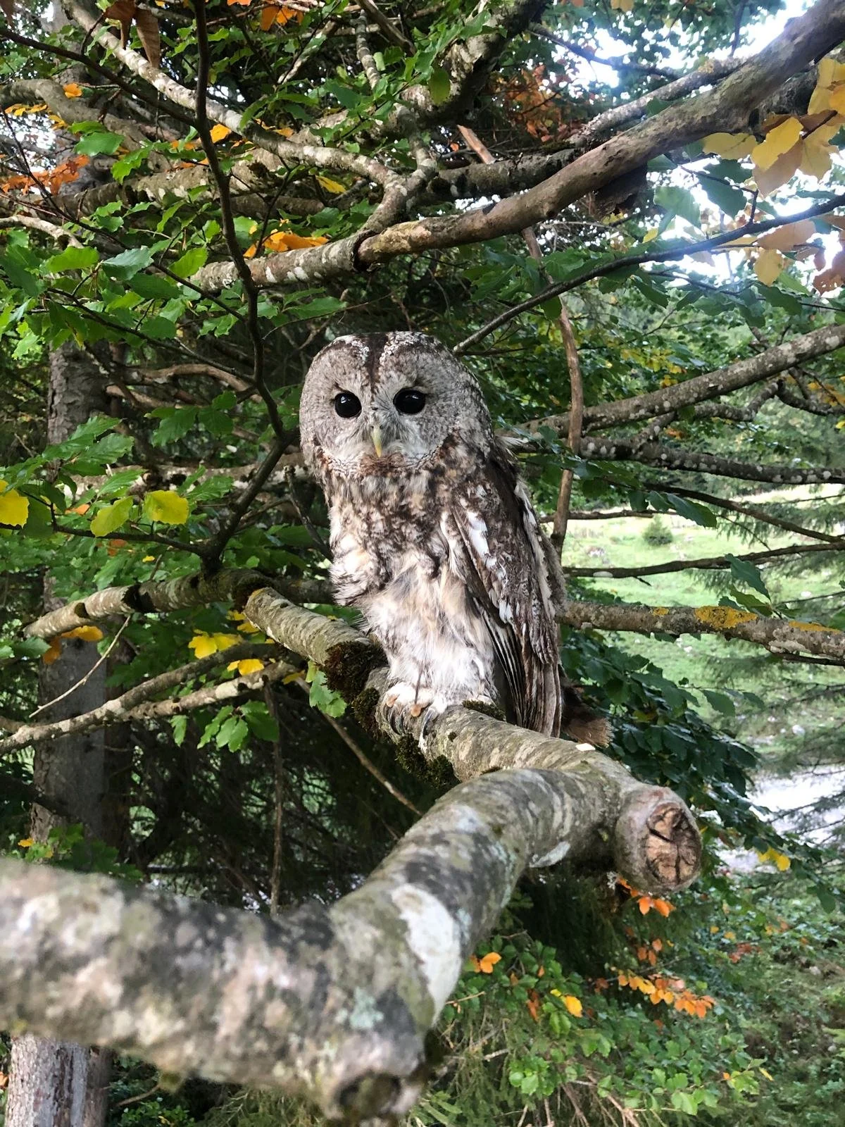 Ein Waldkauz auf dem Ast