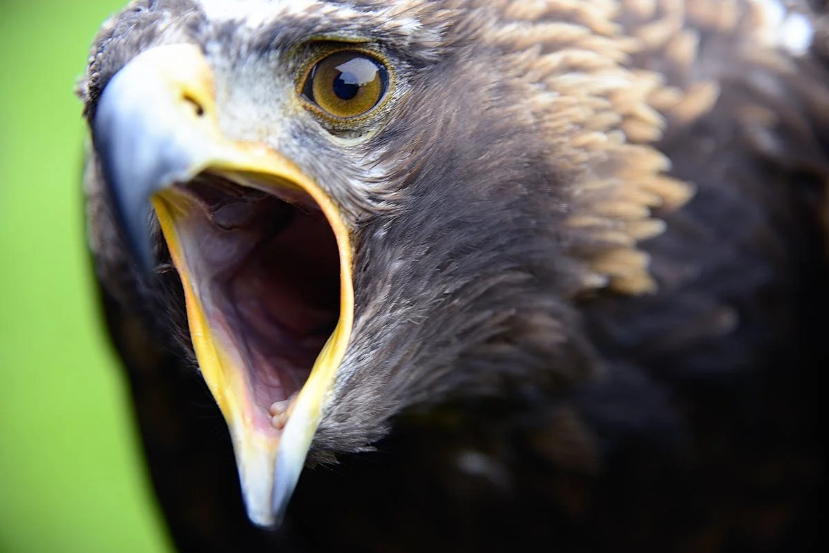 Steinadler