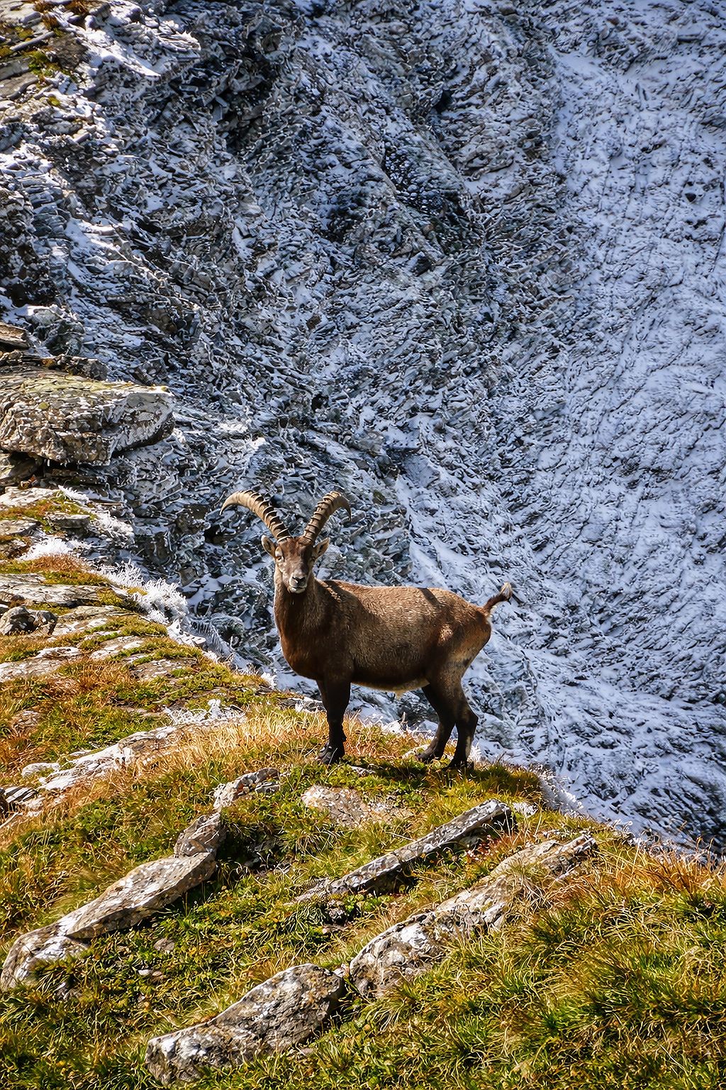 Alpensteinbock