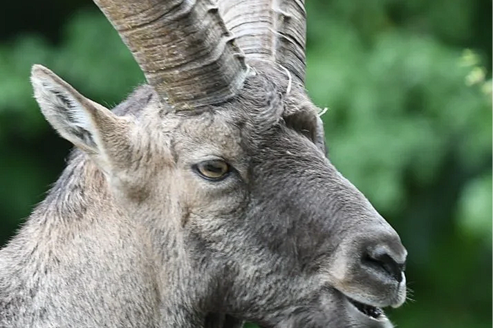 Die 5 beeindruckendsten Tiere der Alpen