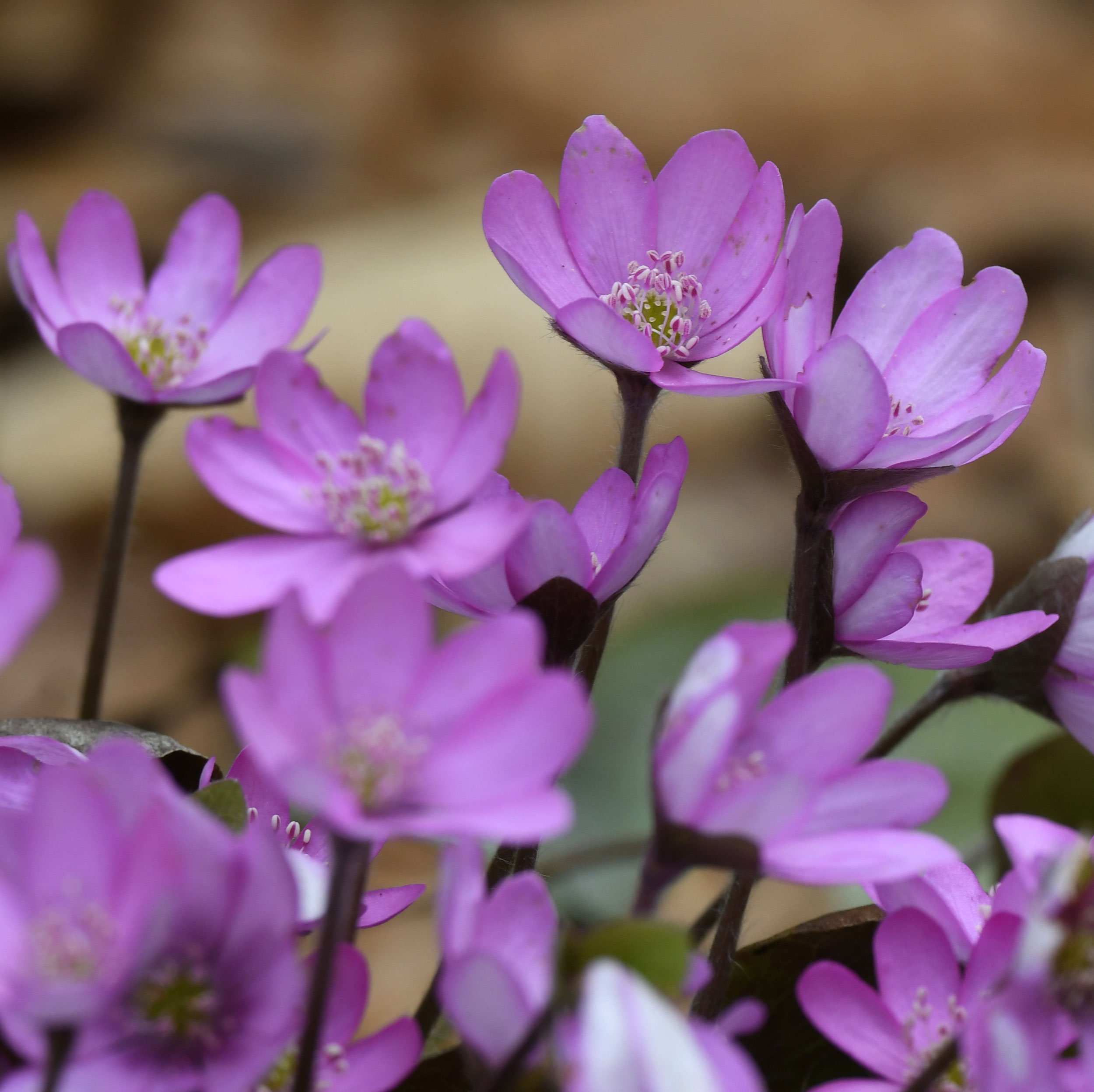 Leberbluemchen_rosa_Alpenranger_Blog.jpg
