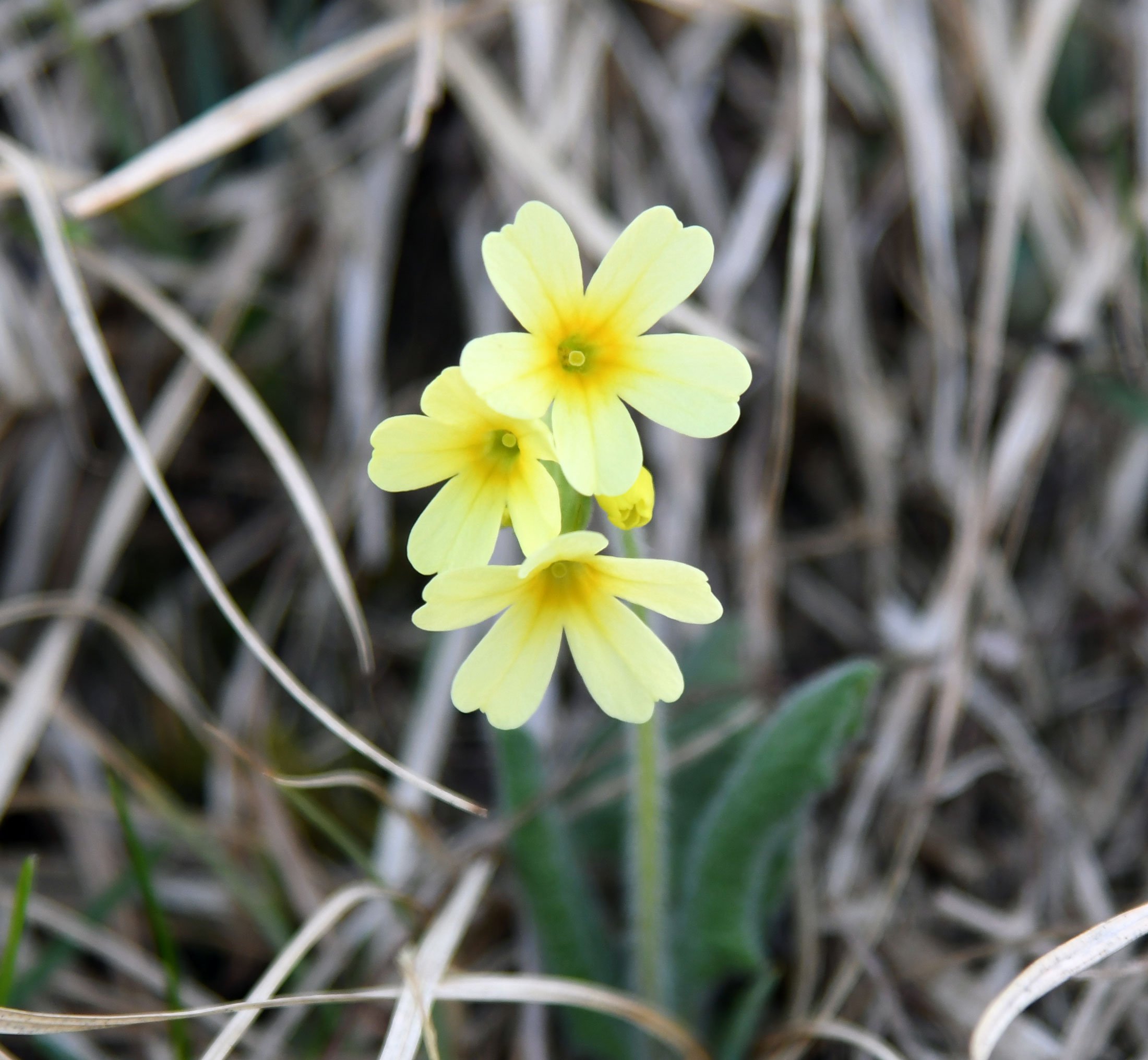 Hohe_Primel_derAlpenranger_Blog.jpg