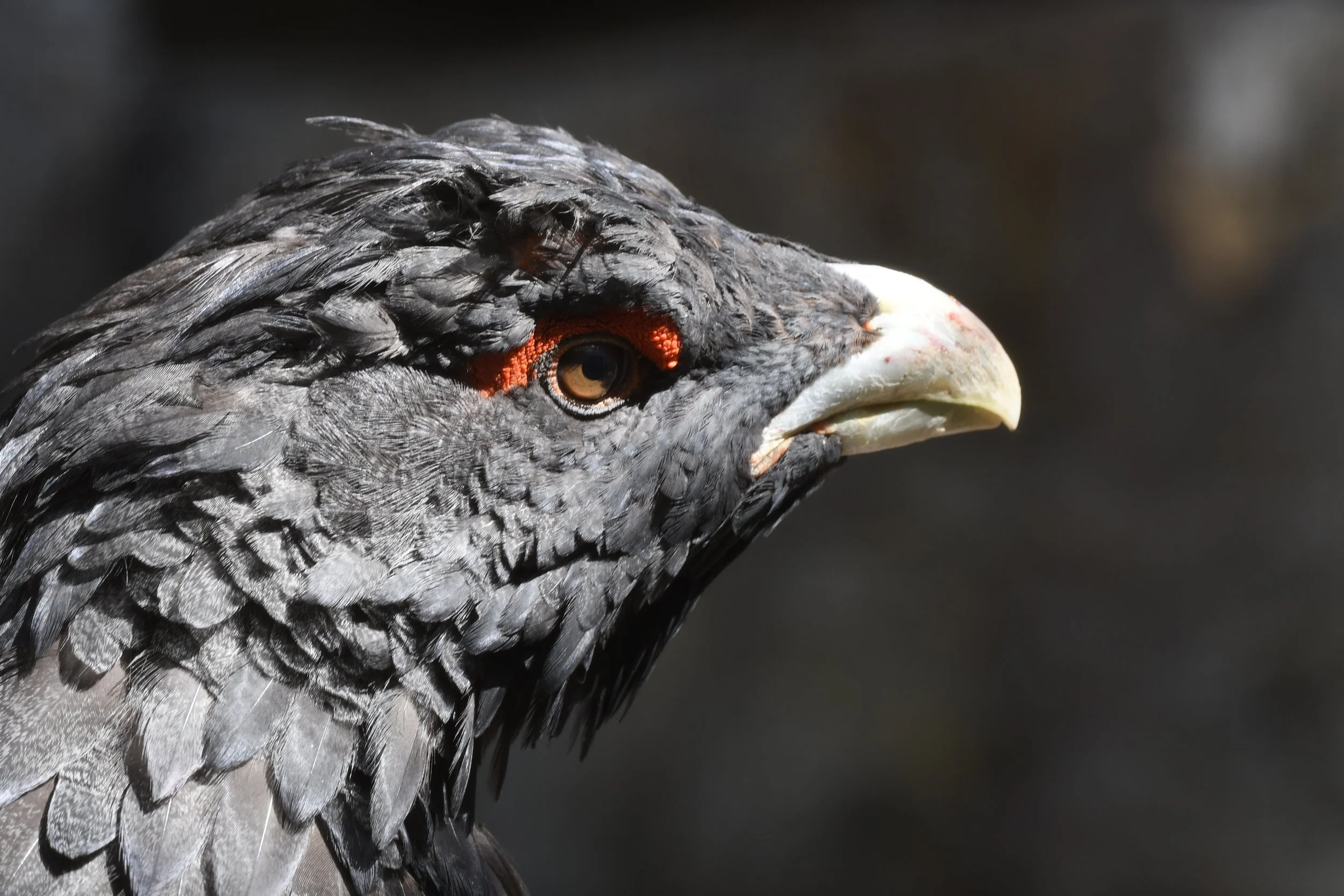 Auerhahn_Alpenzoo_DSC_4172 (44).JPG