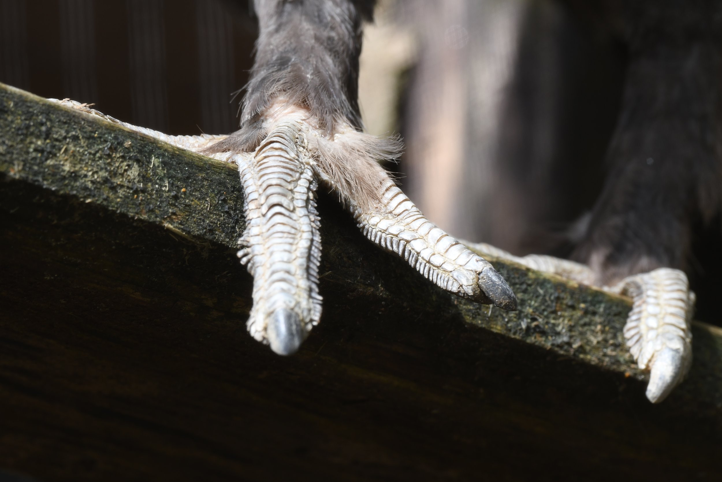 Auerhahn_Alpenzoo_DSC_4172 (37).JPG