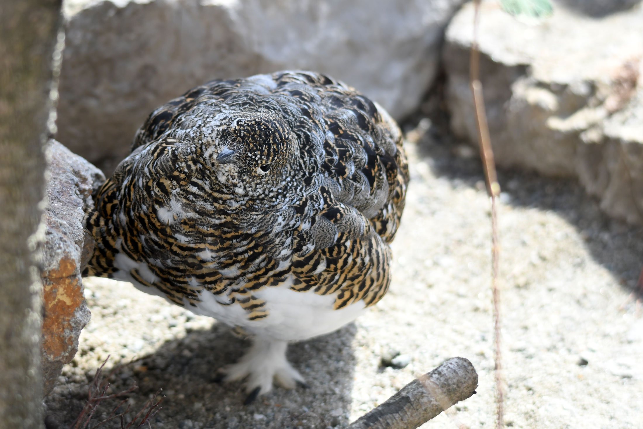 Alpenschneehuhn_derAlpenRanger_0708.jpg