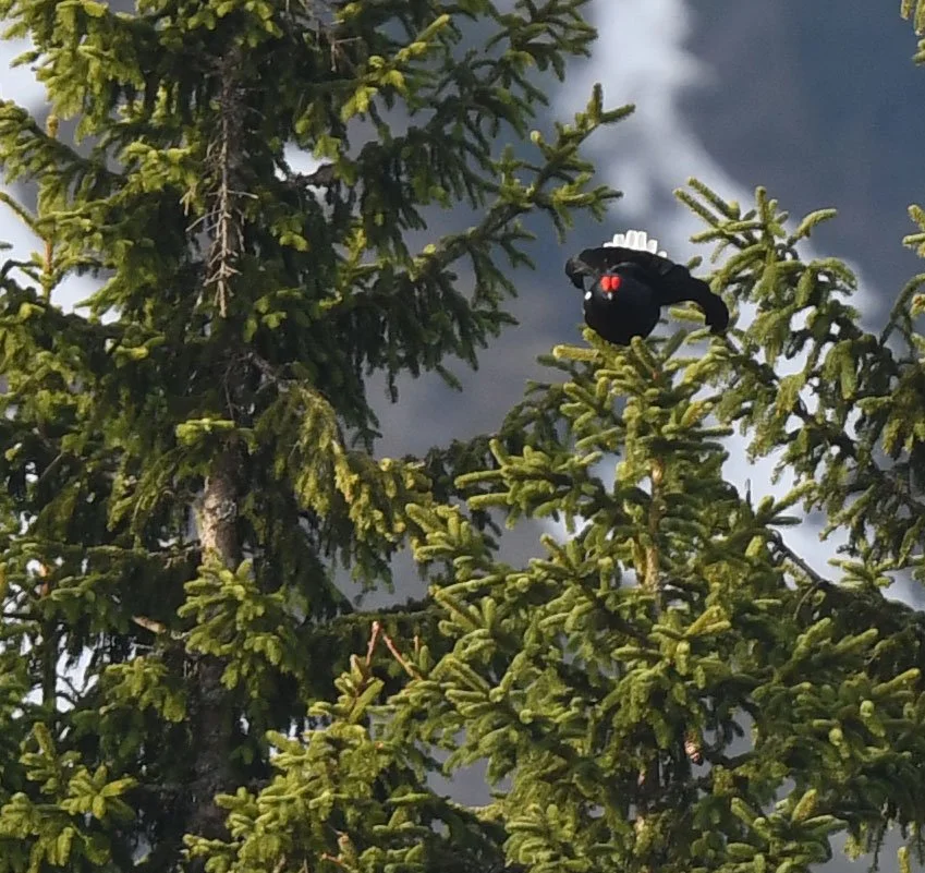 Birkhuhnbalz_der-Alpenranger.jpg