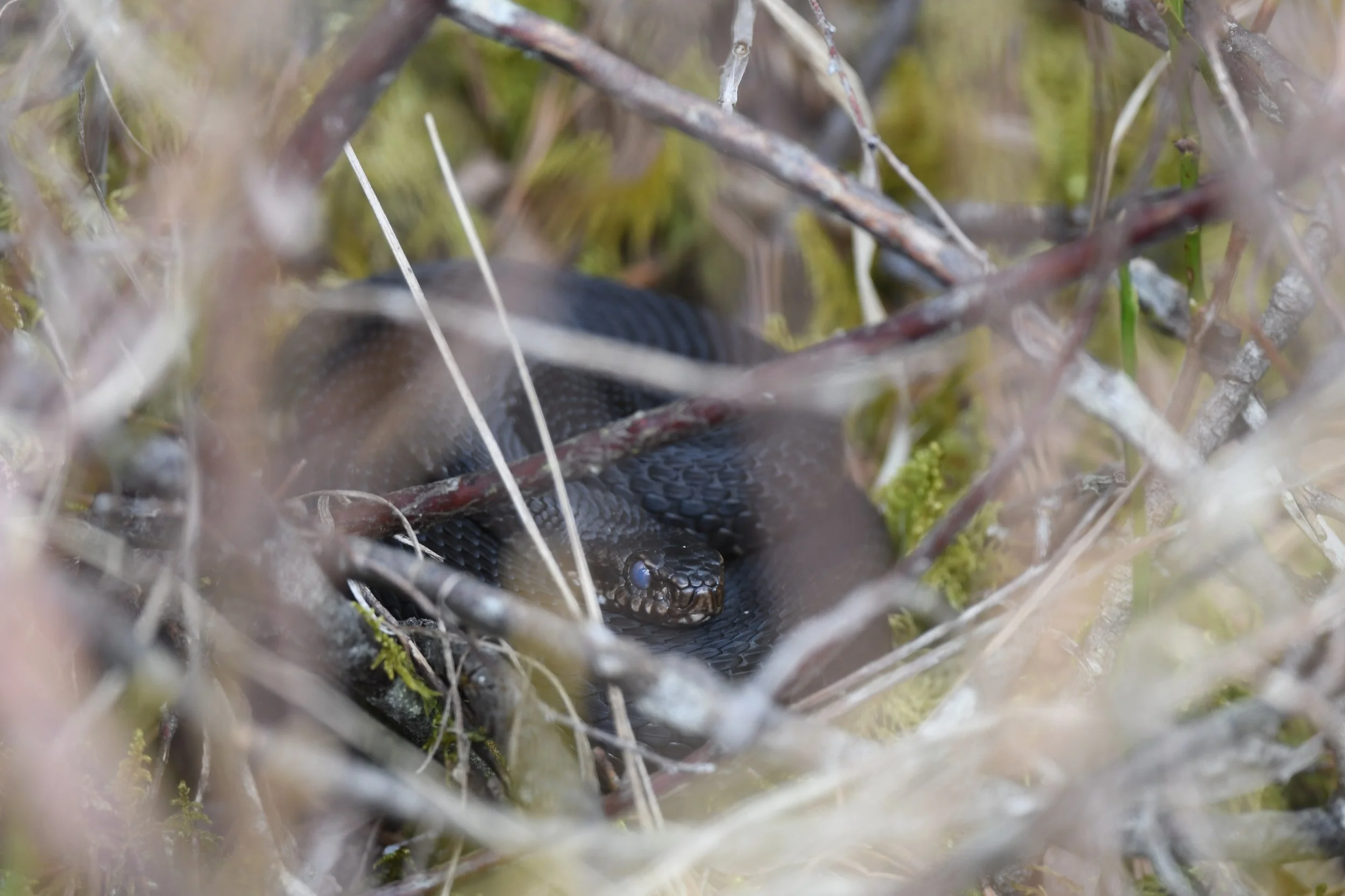 Hoellenotter-AuracherMoor (15).JPG