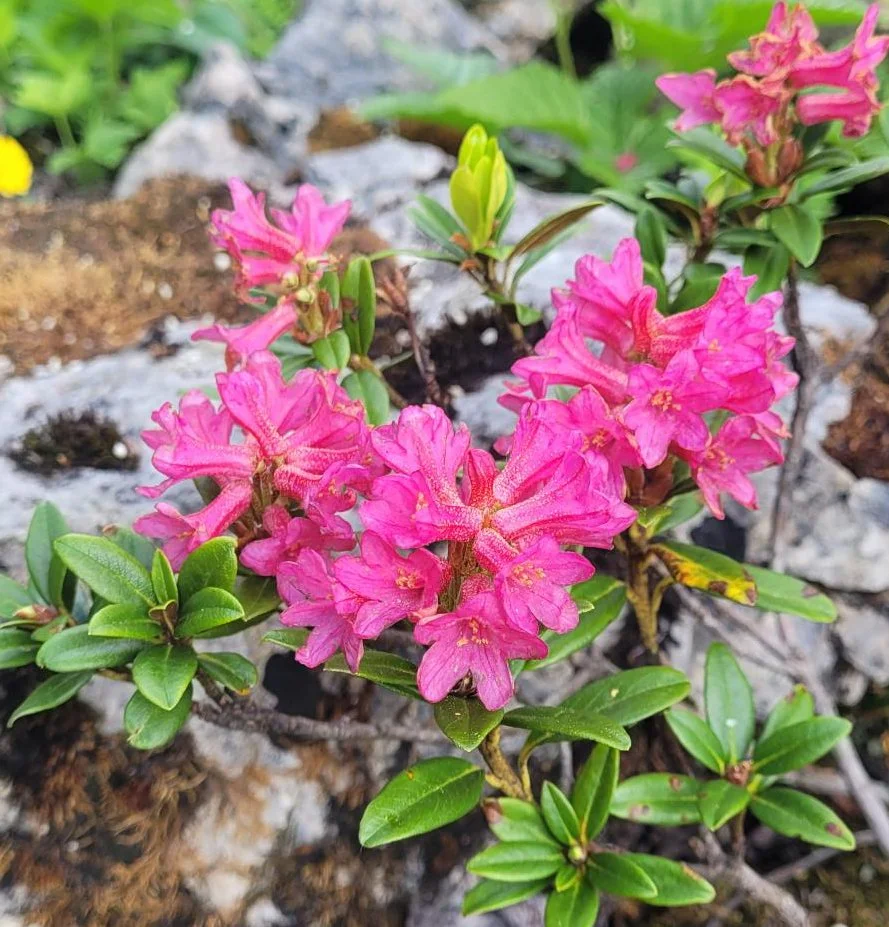 Alpenrosen.jpg