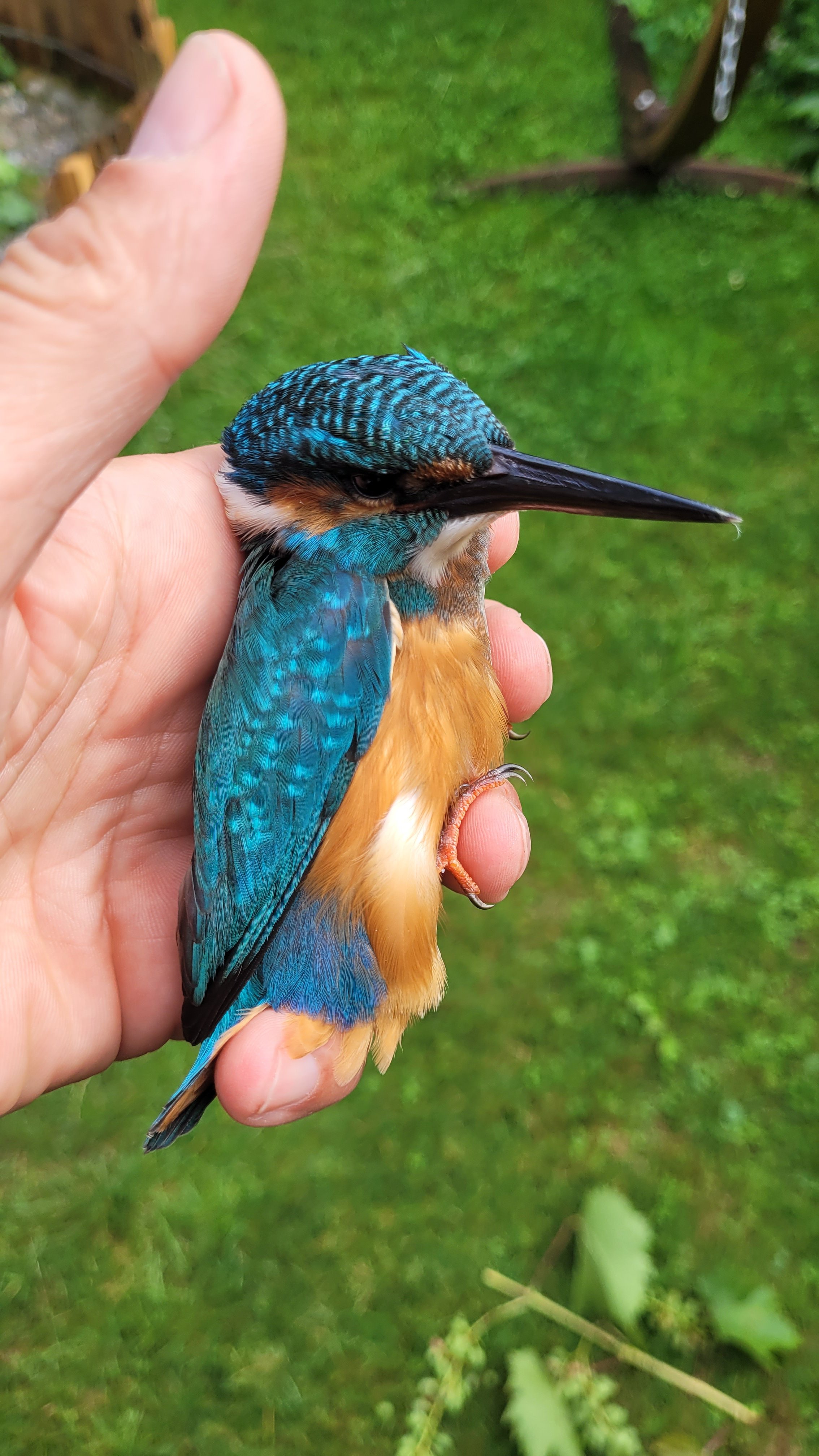 Ein bunter Königstiger im Profil, gehalten in der Hand vor grünem Hintergrund.