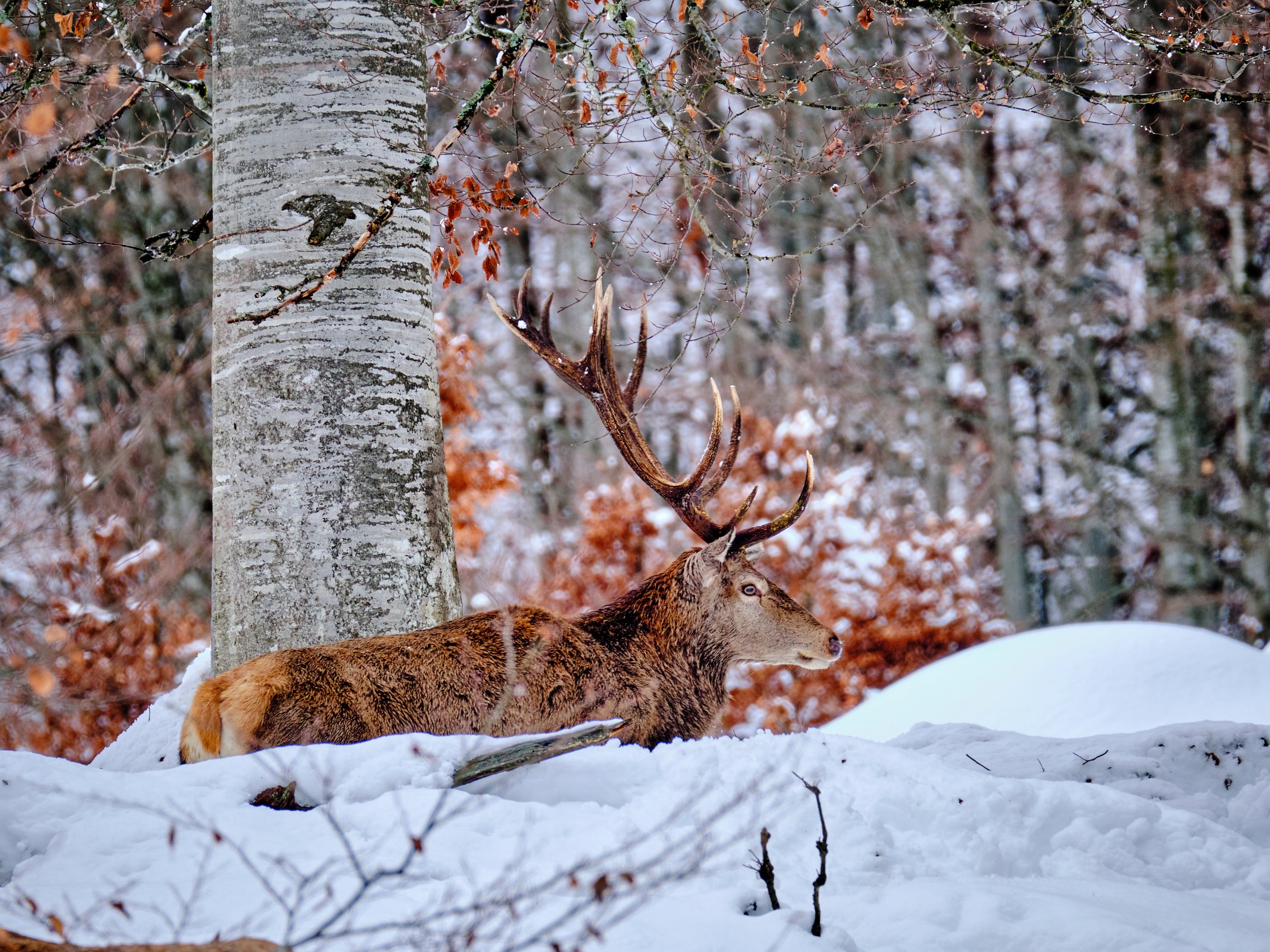 Ein Hirsch mit großen Geweihen liegt im Schnee vor einem Baum im winterlichen Wald, mit blattlosen Zweigen und Schneefall im Hintergrund.