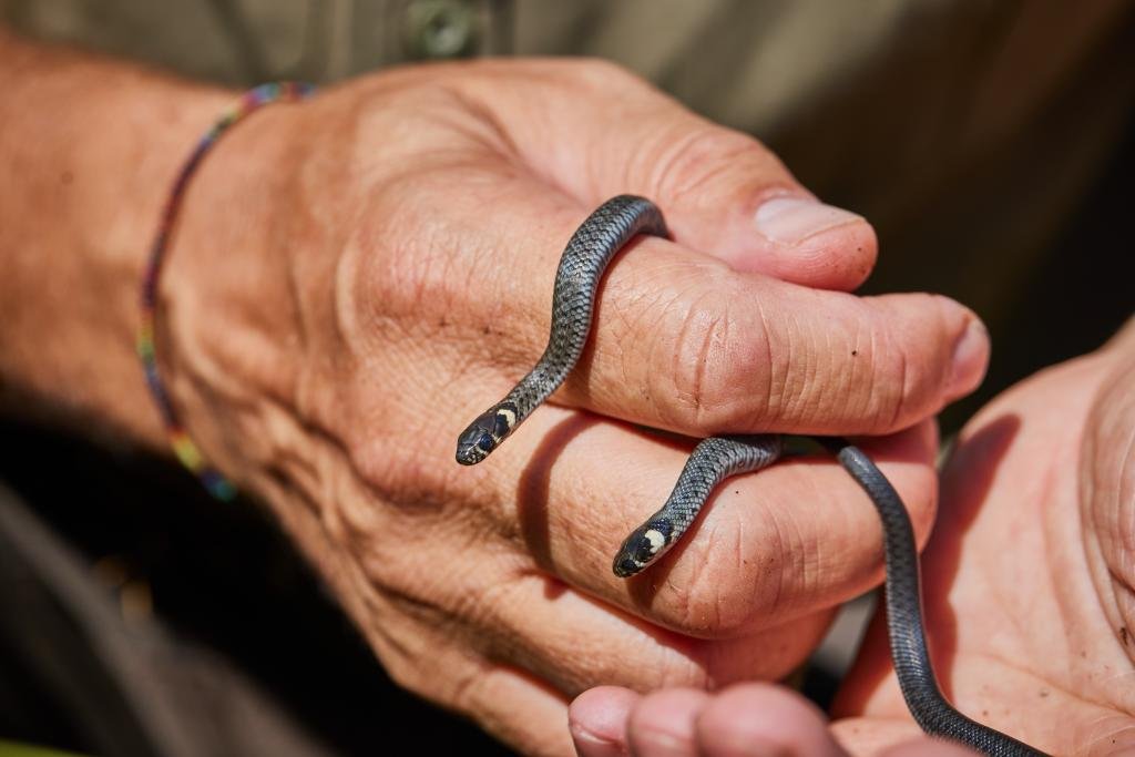 Hand mit zwei kleinen schwarzenijas