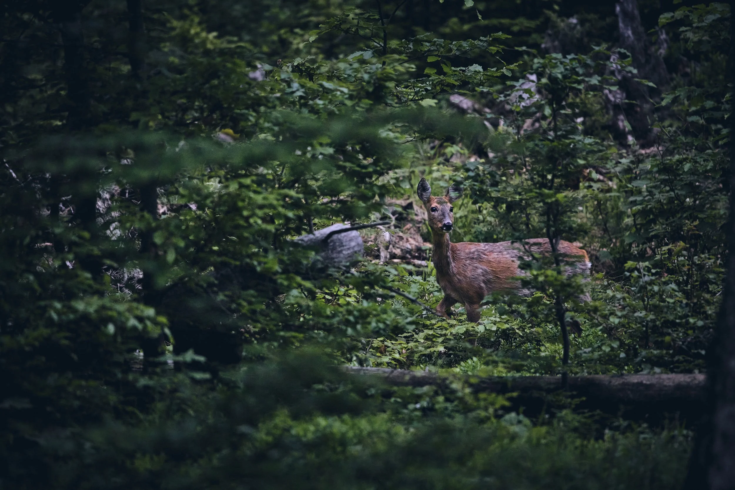 Ein Reh steht in einem dichten, grünen Wald und schaut zur Kamera.